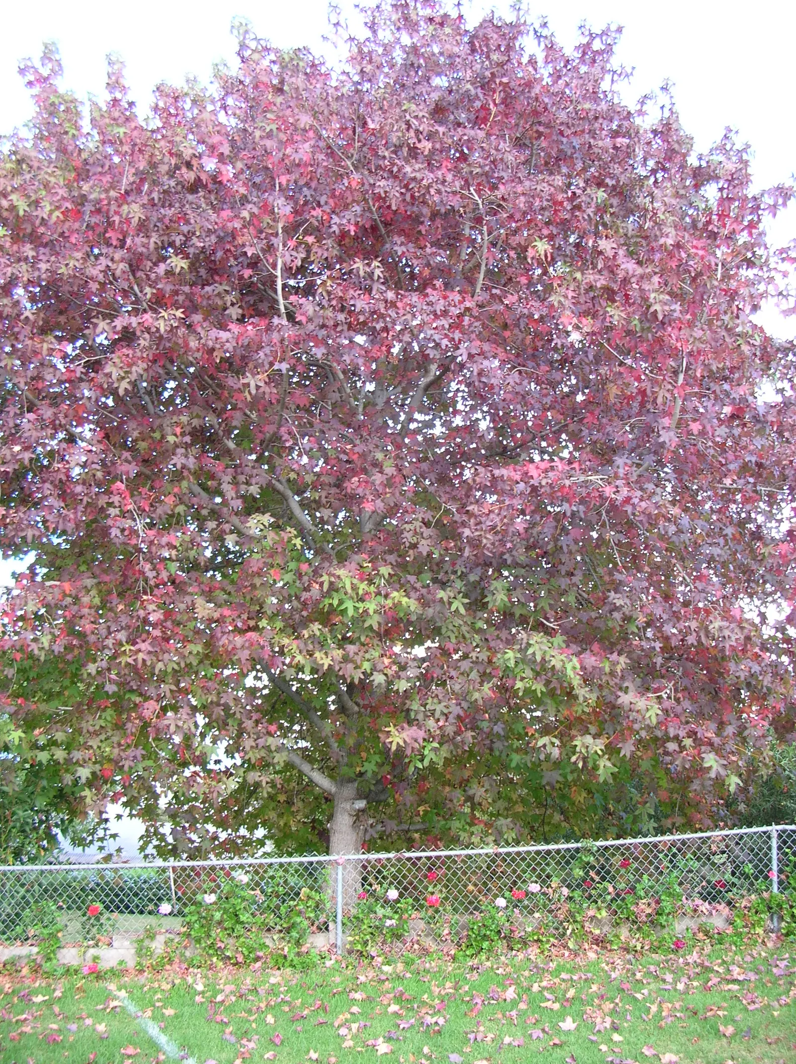 Chinese Sweet Gum (Liquidambar Formosana) — but the seasonal beauty and shade benefits can outweigh this concern for many clients; admired for its pyramid