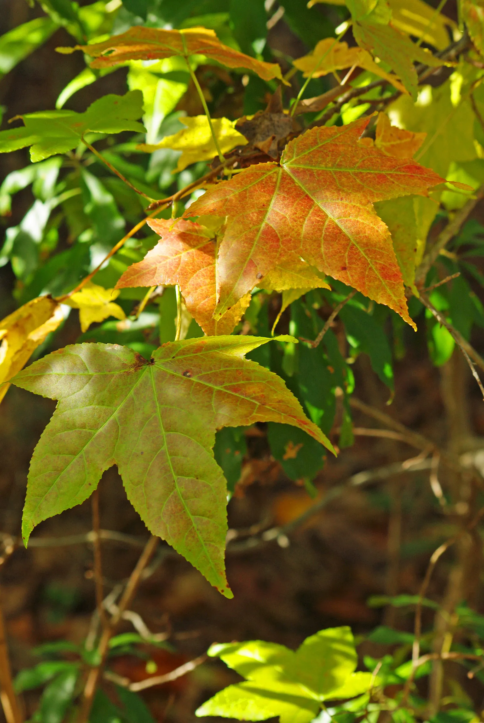 Chinese Sweet Gum (Liquidambar Formosana) — The tree produces inconspicuous yellowish-green flowers in the spring