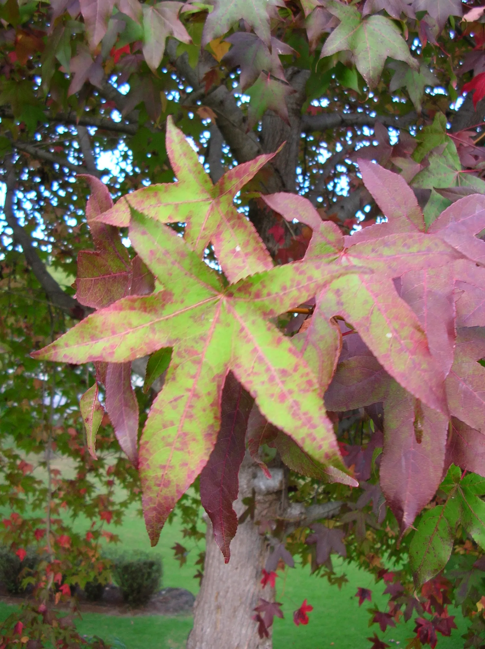 Chinese Sweet Gum (Liquidambar Formosana) — with leaves growing 4 to 7 inches long
