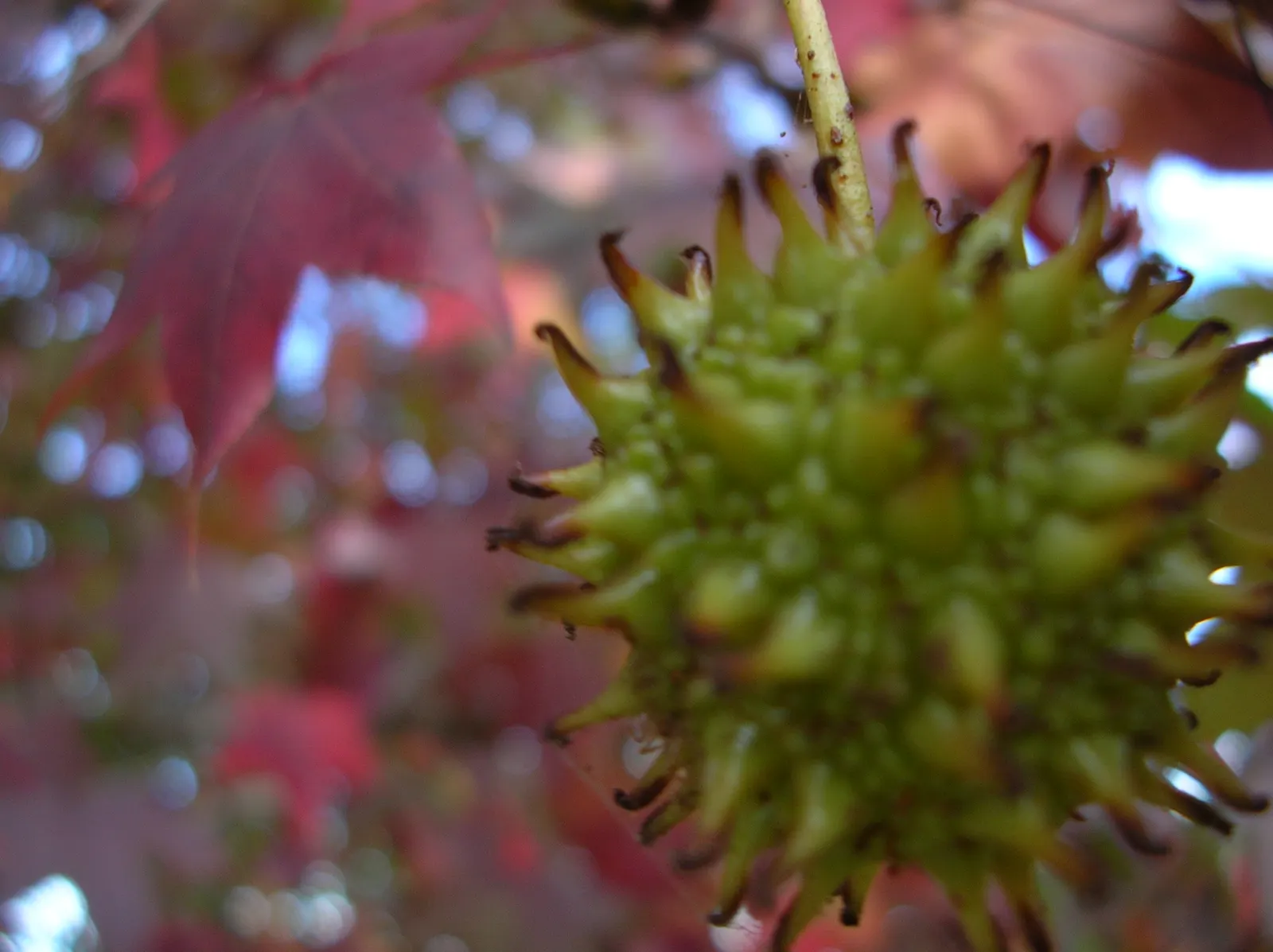 Chinese Sweet Gum (Liquidambar Formosana) — offering a commanding presence.<br><br>Foliage is a key feature; it can reach up to 80 feet tall and spreads 40