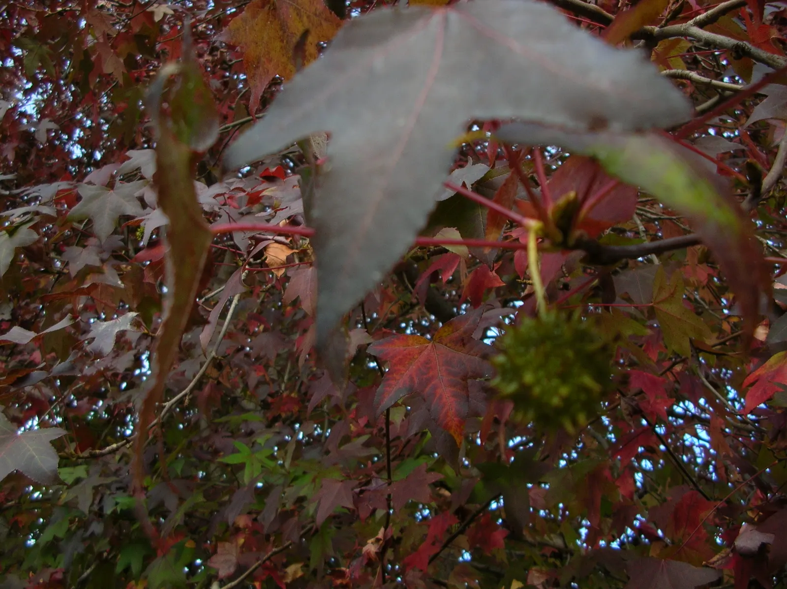 Chinese Sweet Gum (Liquidambar Formosana) — and orange hues in the fall