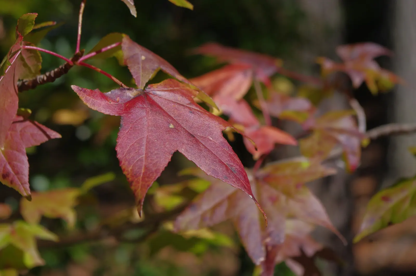 Chinese Sweet Gum (Liquidambar Formosana) — tree for full