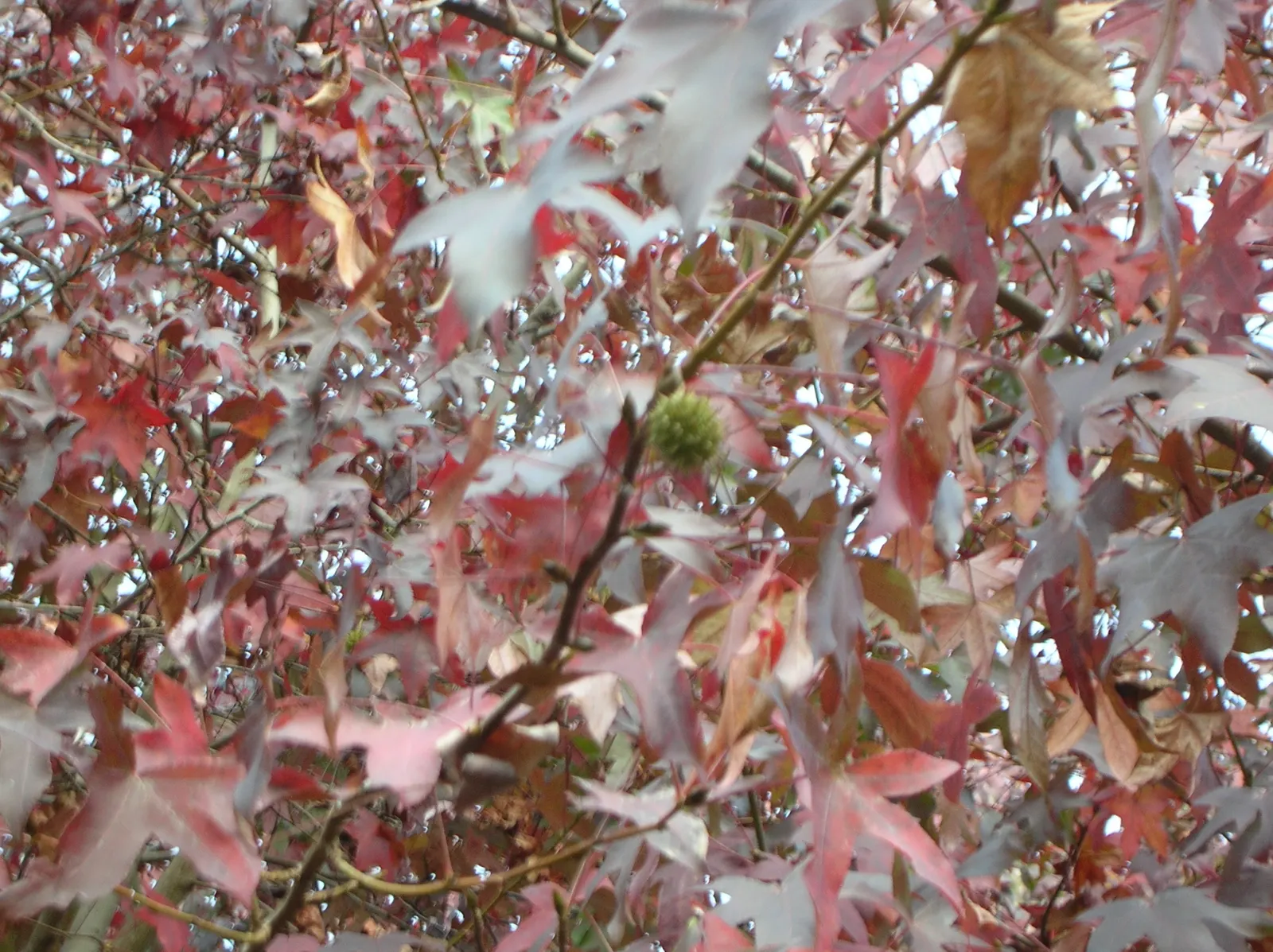 Chinese Sweet Gum (Liquidambar Formosana) — admired for its pyramid shape and stunning fall colors; its pyramidal form in youth matures into a rounded crown