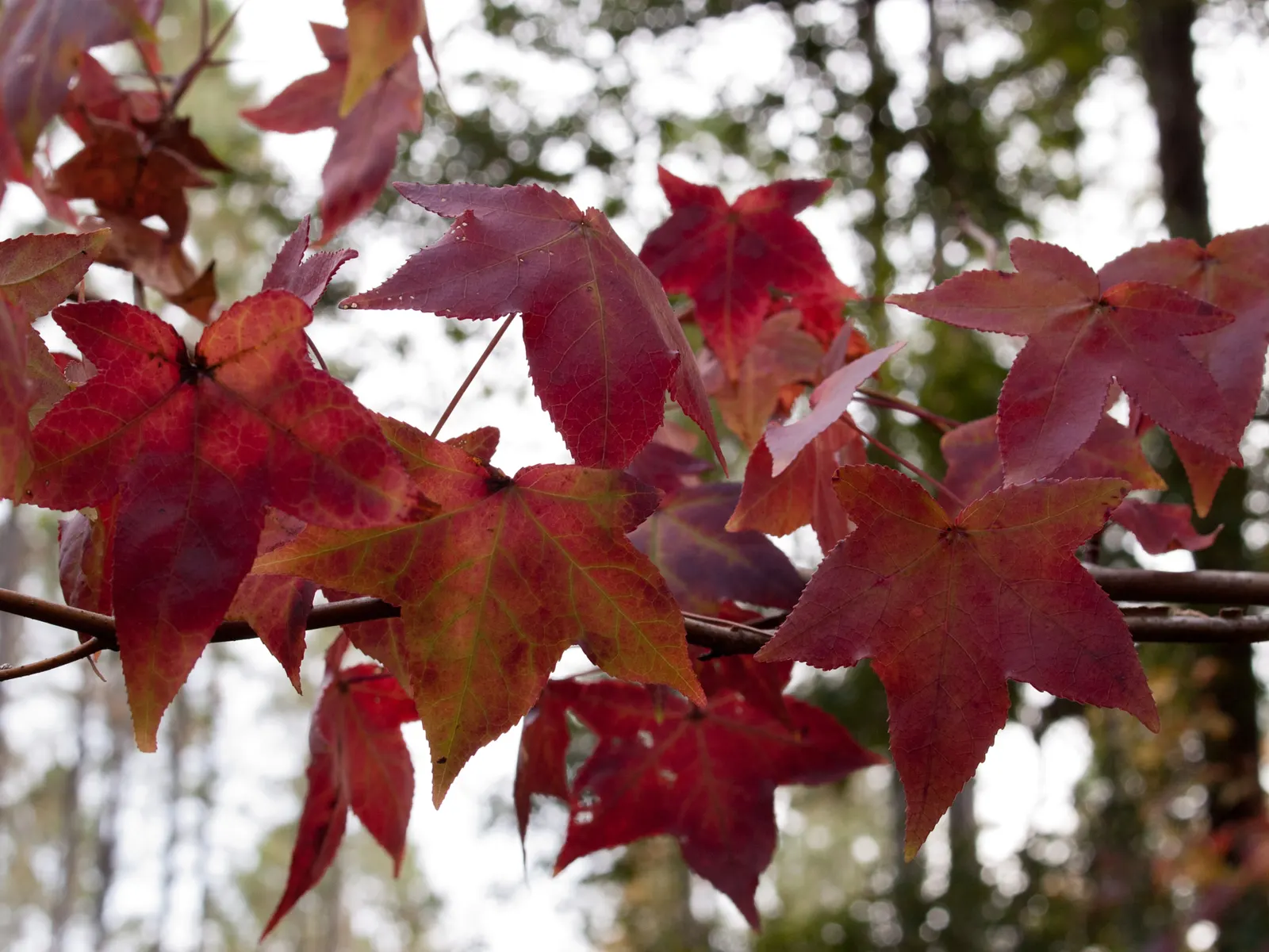 Chinese Sweet Gum (Liquidambar Formosana) — which transform from a lustrous green to a kaleidoscope of red