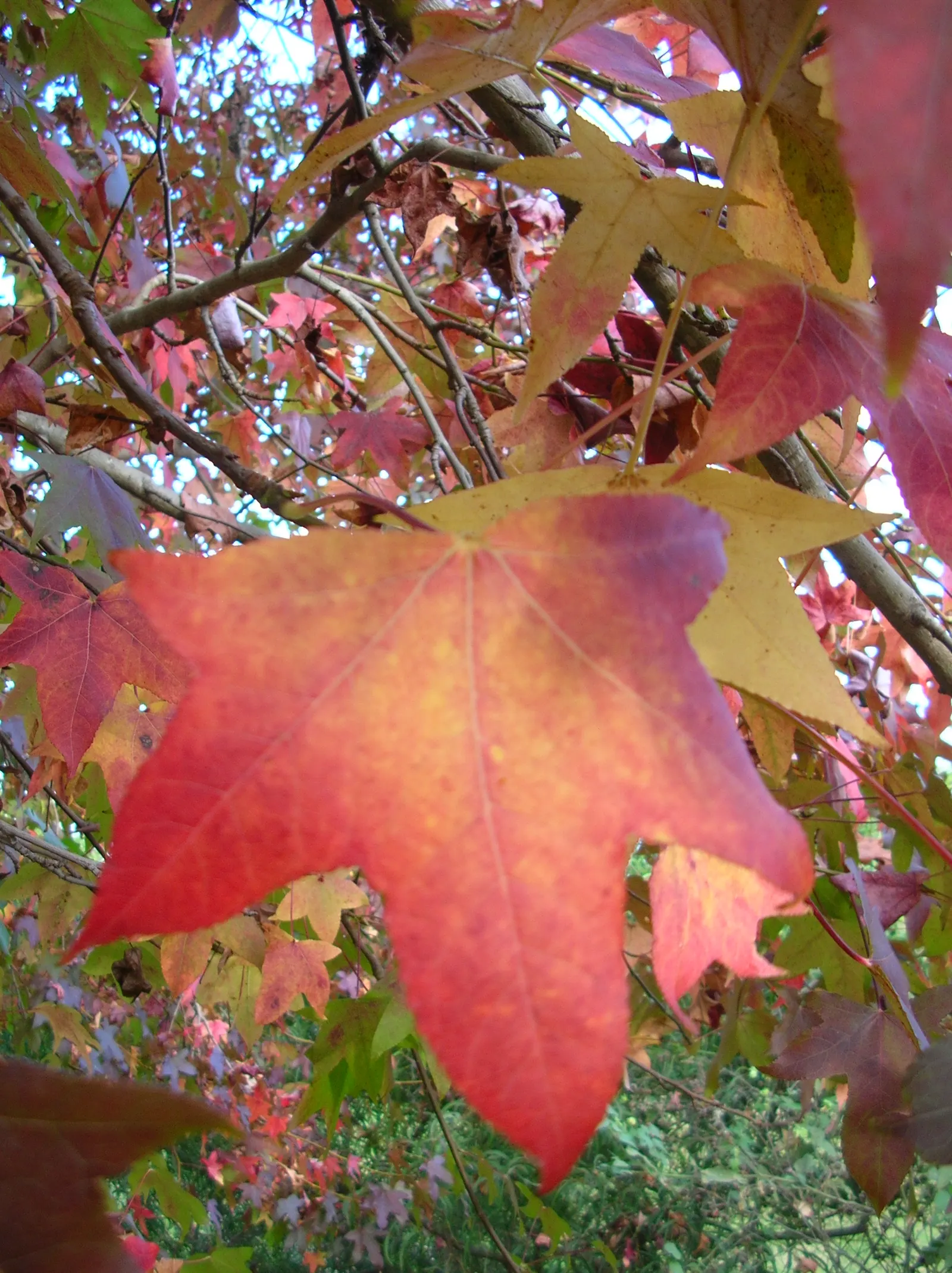 Chinese Sweet Gum (Liquidambar Formosana) — It is relatively adaptable; and is moderately drought-tolerant once established.<br><br>When considering this tree