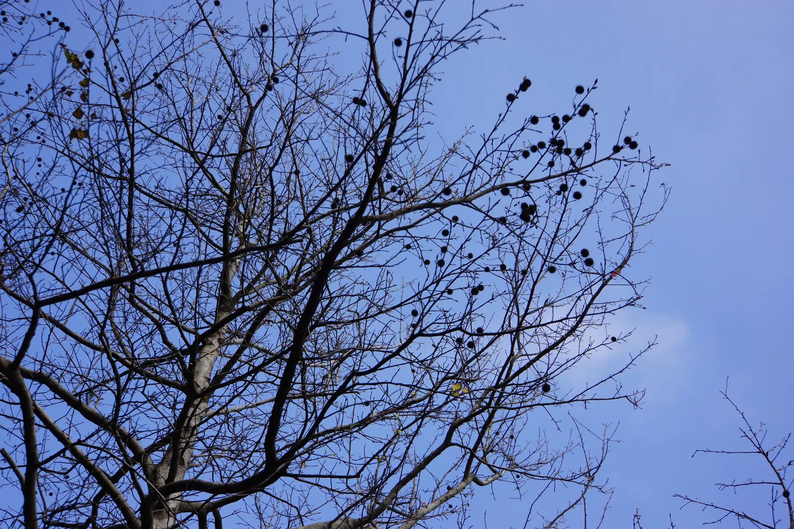 Chinese Sweet Gum (Liquidambar Formosana) — Chinese Sweet Gum (Liquidambar formosana) is a stately deciduous tree; the star-shaped leaves, image 53