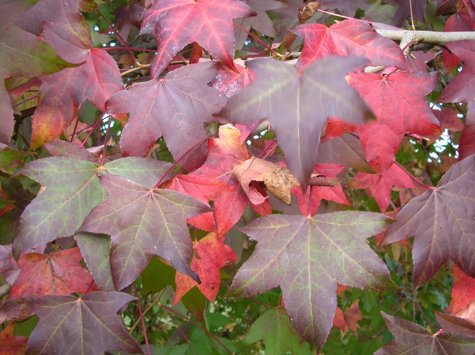 Chinese Sweet Gum (Liquidambar Formosana) — scientifically named Liquidambar formosana