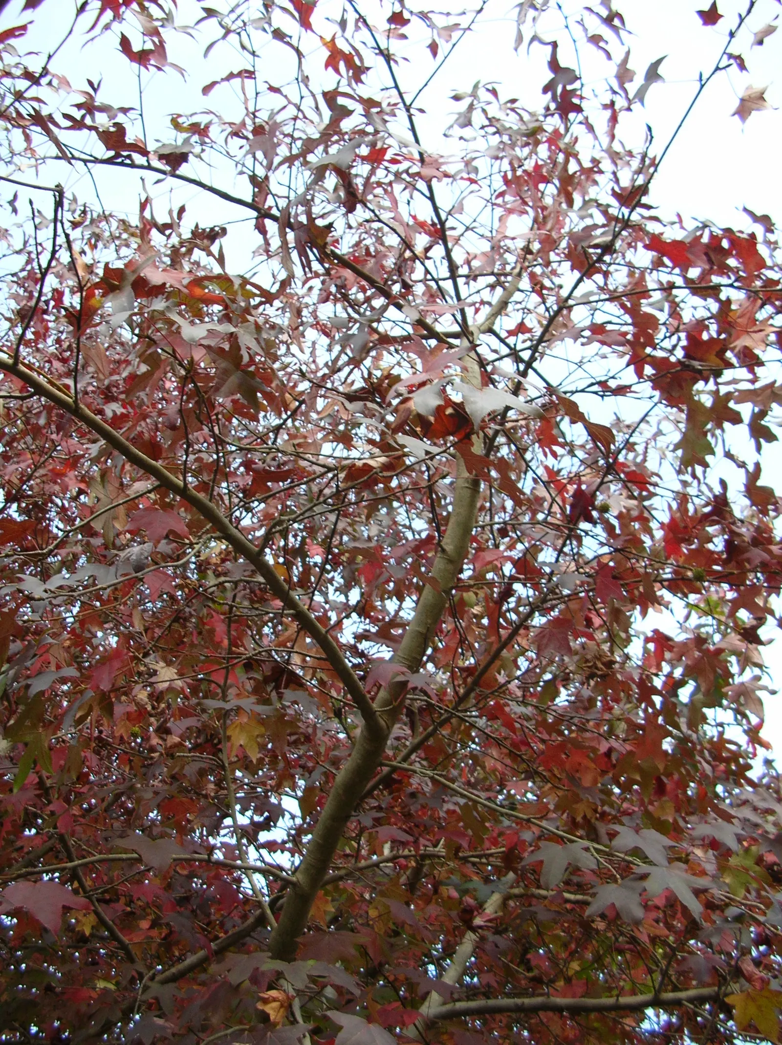Chinese Sweet Gum (Liquidambar Formosana) — The star-shaped leaves transition from lustrous green to vibrant red and purple hues in autumn; tree with green and