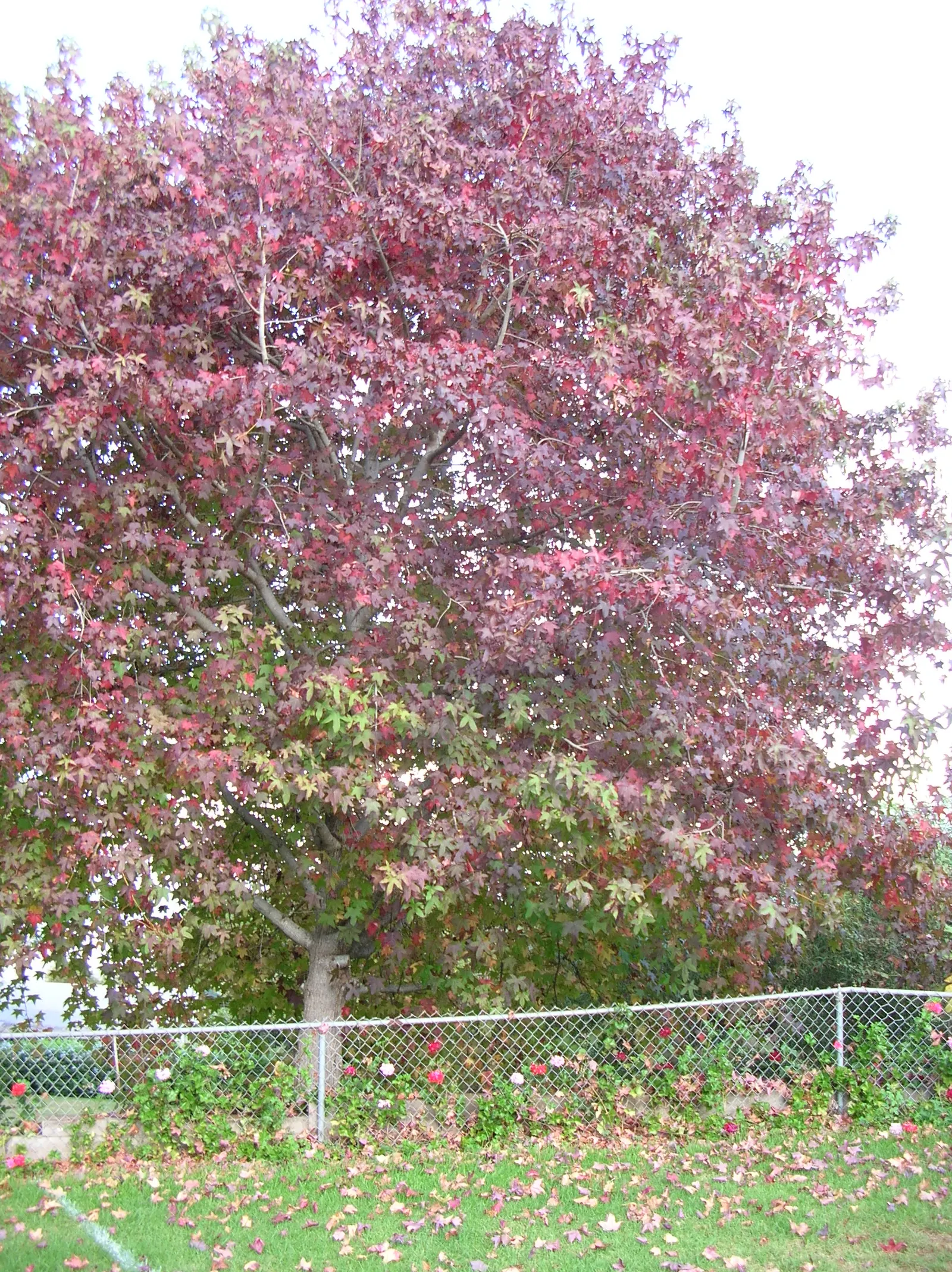 Chinese Sweet Gum (Liquidambar Formosana) — The tree produces inconspicuous yellowish-green flowers in the spring; prefers full sun and moist, image 68