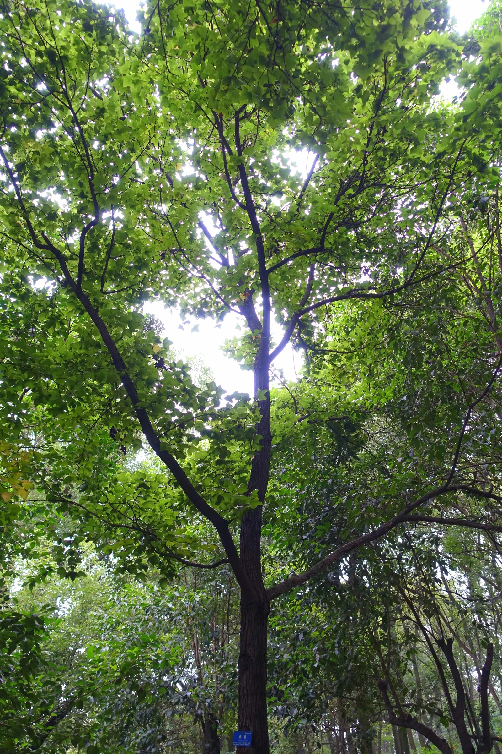 Chinese Sweet Gum (Liquidambar Formosana) — providing ample shade in landscapes; and orange hues in the fall