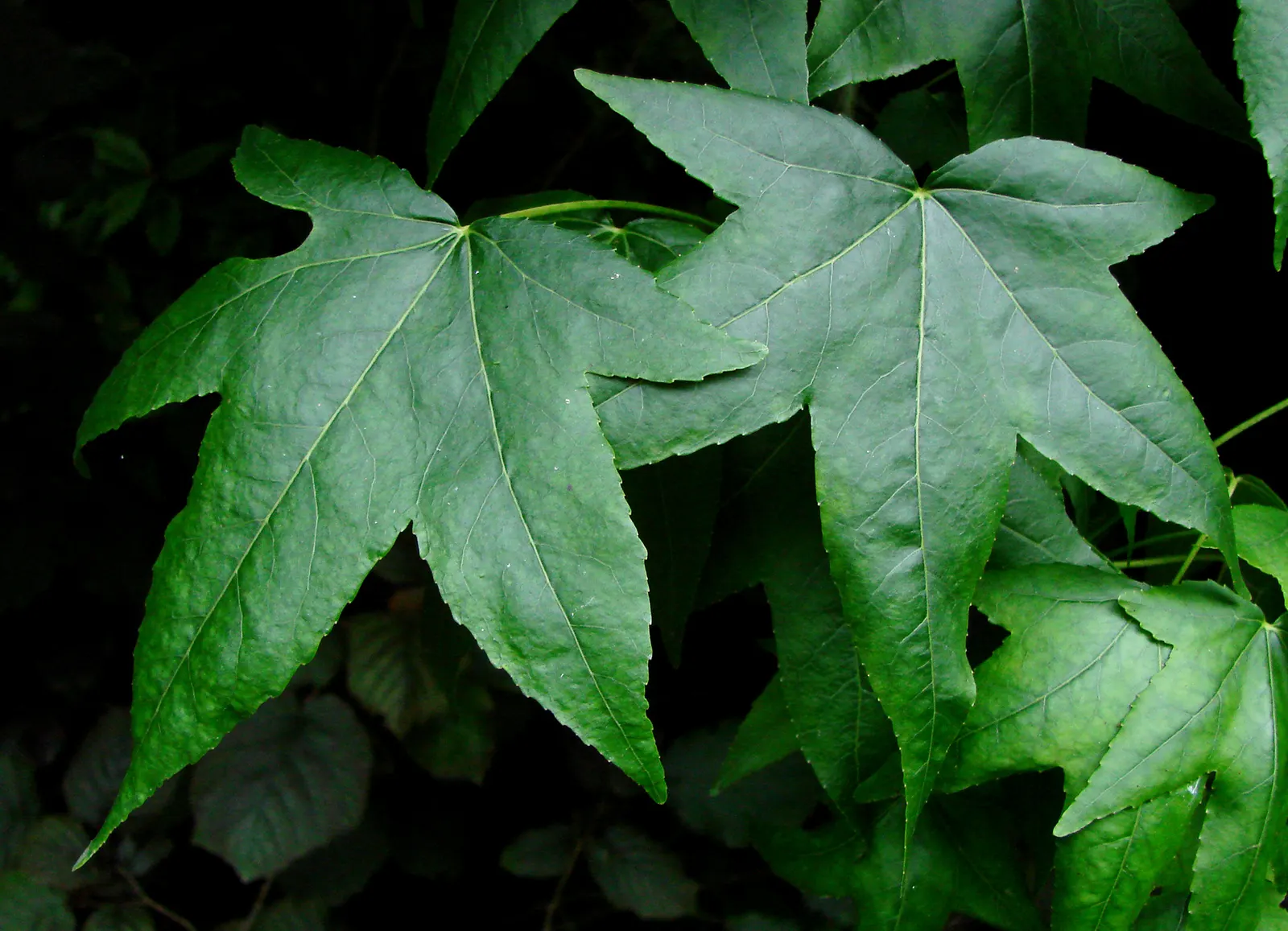Chinese Sweet Gum (Liquidambar Formosana) — green and yellow flowers in the garden