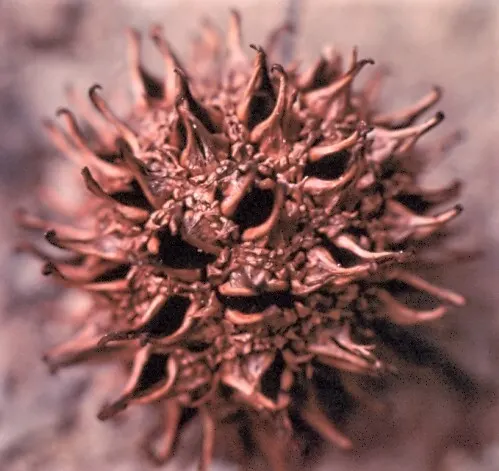Chinese Sweet Gum (Liquidambar Formosana) — Prefers full sun and moist, well-drained soil; produces spiky fruit capsules and has a moderate growth, image 57
