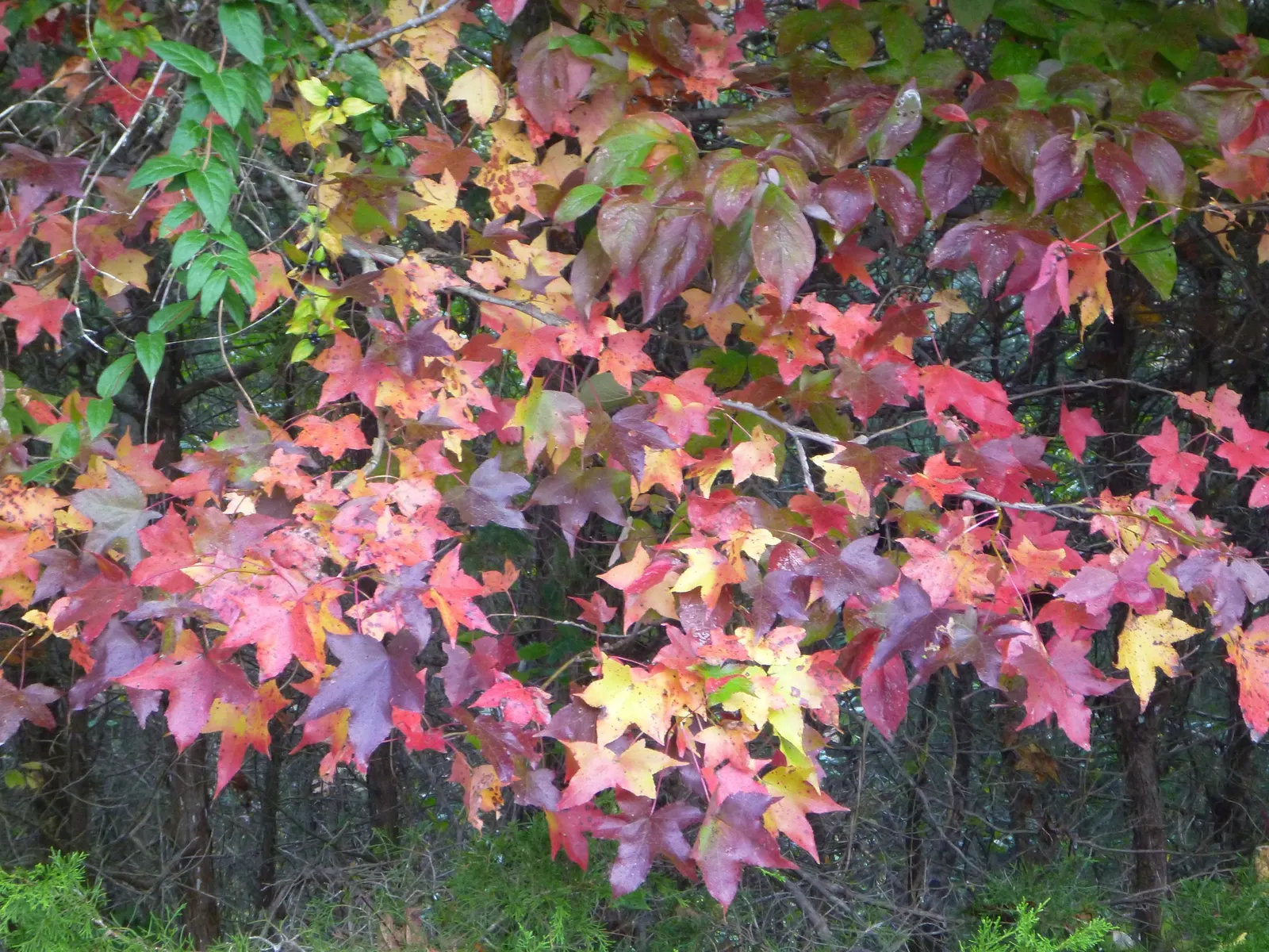 Chinese Sweet Gum (Liquidambar Formosana) — which transform from a lustrous green to a kaleidoscope of red; preferring full sun to partial shade, image 66