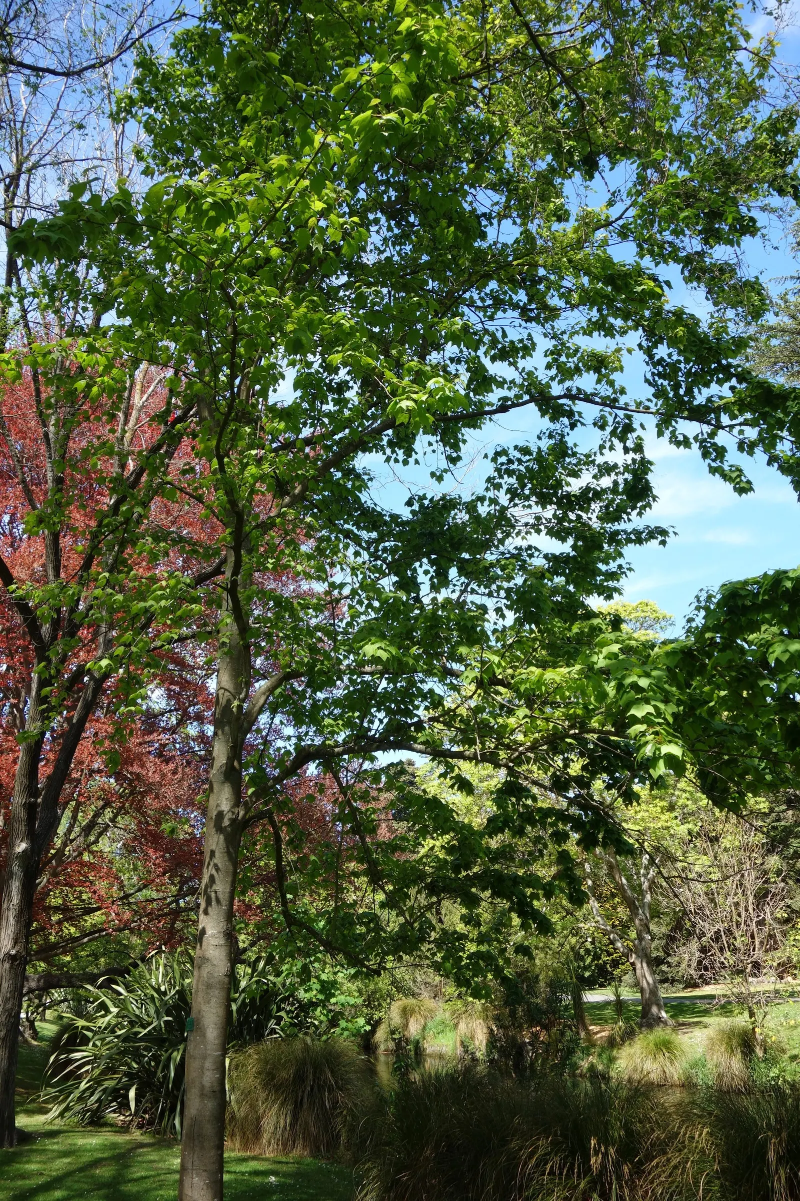 Chinese Sweet Gum (Liquidambar Formosana) — is a deciduous tree cherished for its star-shaped leaves and fascinating autumn palette; chinese Sweet Gum