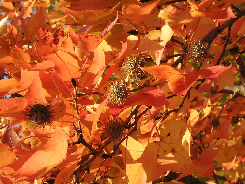 Chinese Sweet Gum (Liquidambar Formosana) — Chinese Sweet Gum (Liquidambar formosana) is a stately deciduous tree