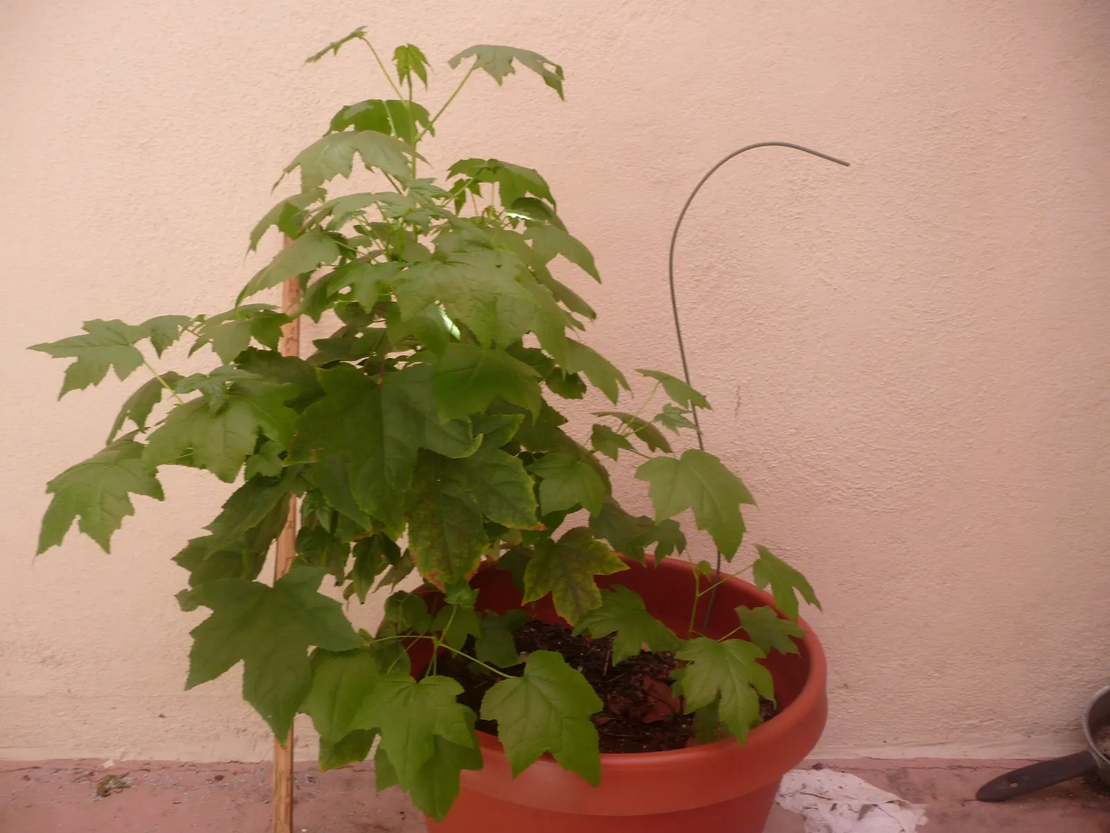 Chinese Sweet Gum (Liquidambar Formosana) — Produces spiky fruit capsules and has a moderate growth rate