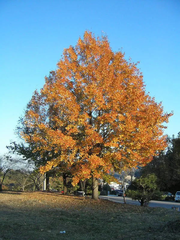 Chinese Sweet Gum (Liquidambar Formosana) — Prefers full sun and moist, well-drained soil; produces spiky fruit capsules and has a moderate growth rate
