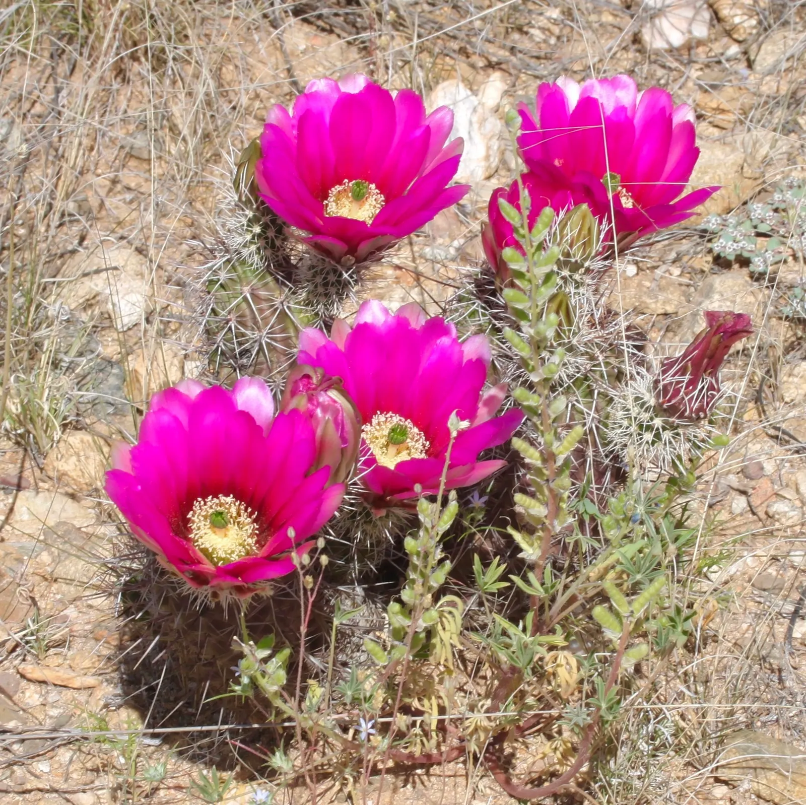 Robust Hedgehog Cactus (Echinocereus Fasciculatus) — Springtime heralds vibrant magenta blossoms, 3 inches wide, crowning this drought-resistant, image 22