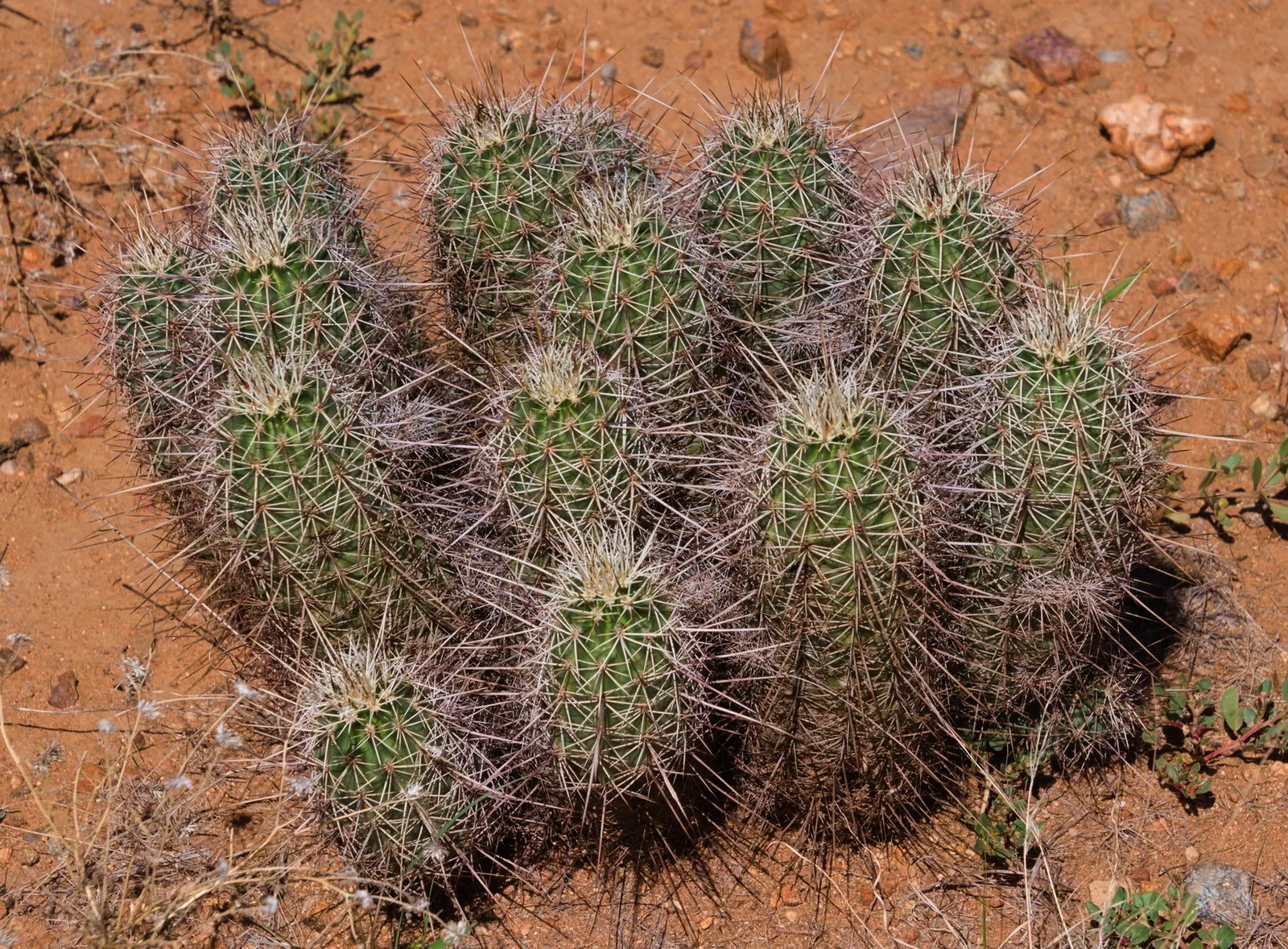 Robust Hedgehog Cactus (Echinocereus Fasciculatus) — each reaching 6-12 inches tall