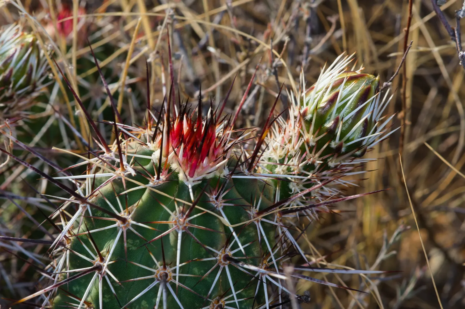 Robust Hedgehog Cactus (Echinocereus Fasciculatus) — Ideal for rock gardens and desert-themed landscapes
