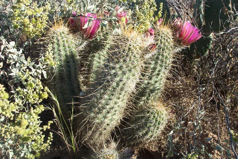 Robust Hedgehog Cactus (Echinocereus Fasciculatus) — cactus for full