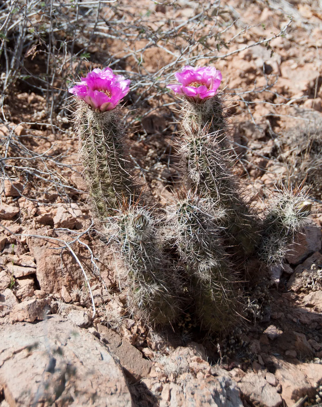 Robust Hedgehog Cactus (Echinocereus Fasciculatus) — offers a unique and striking addition to any arid landscape design; making it a versatile choice for
