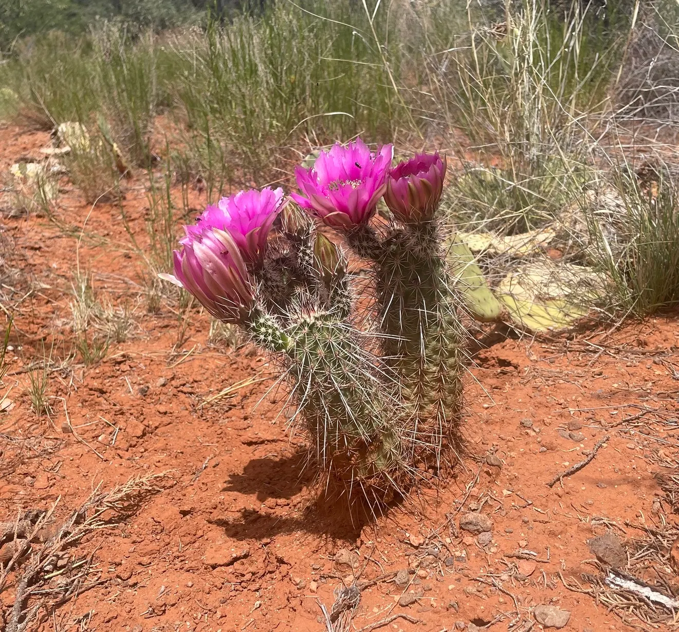 Robust Hedgehog Cactus (Echinocereus Fasciculatus) — forming dense clusters of cylindrical stems