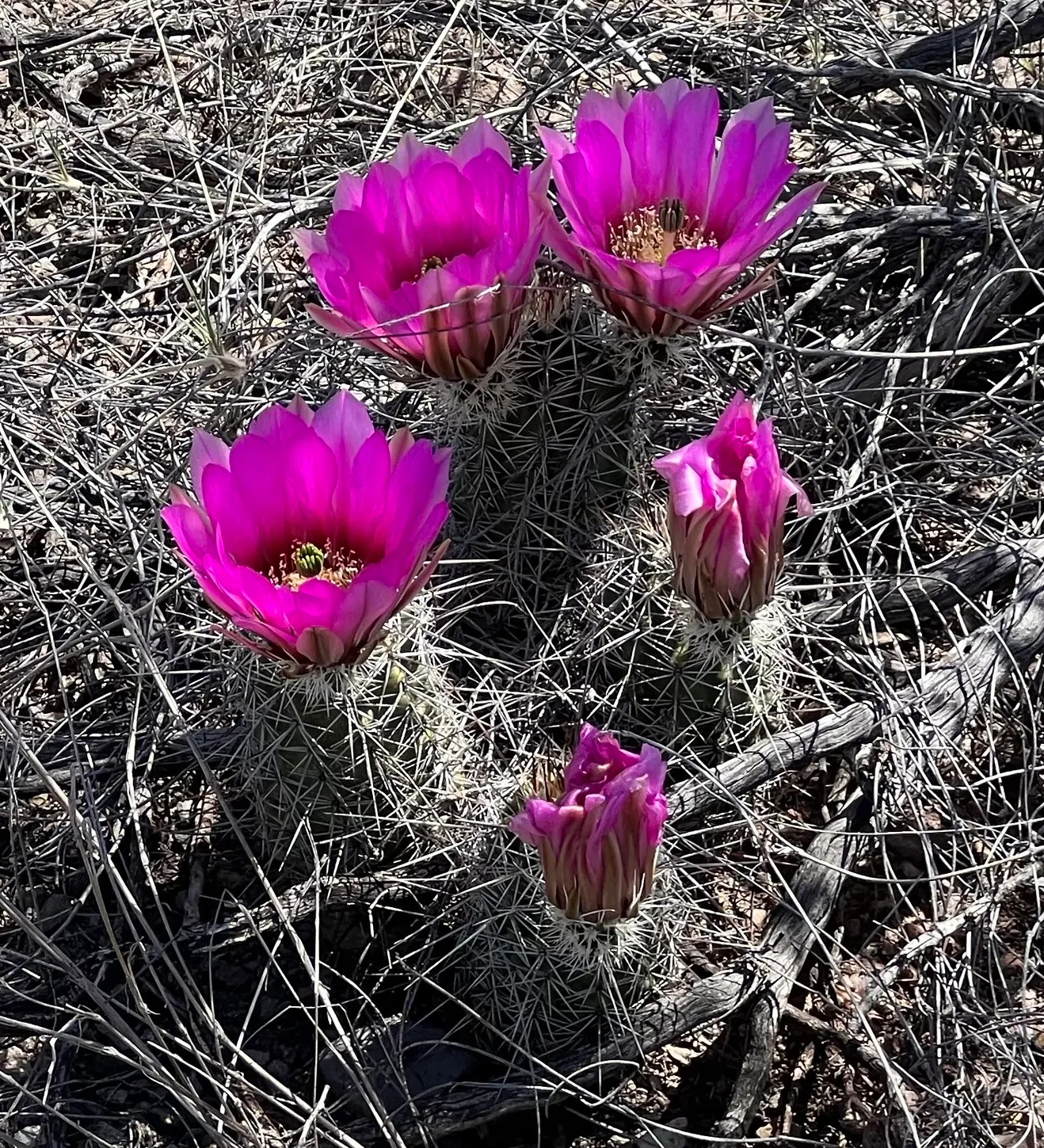 Robust Hedgehog Cactus (Echinocereus Fasciculatus) — it adds texture and bursts of color while requiring minimal maintenance; presents a cluster of spiny stems