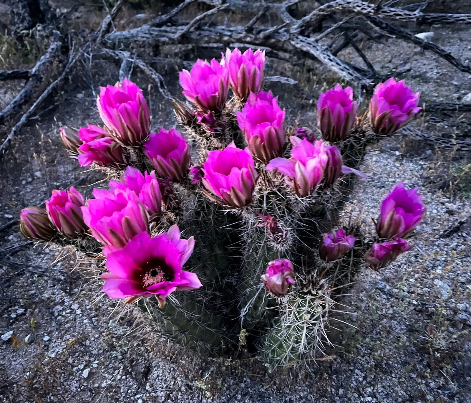 Robust Hedgehog Cactus (Echinocereus Fasciculatus) — it is essential to consider its requirements for full sun and well-draining soil to avoid root, image 32