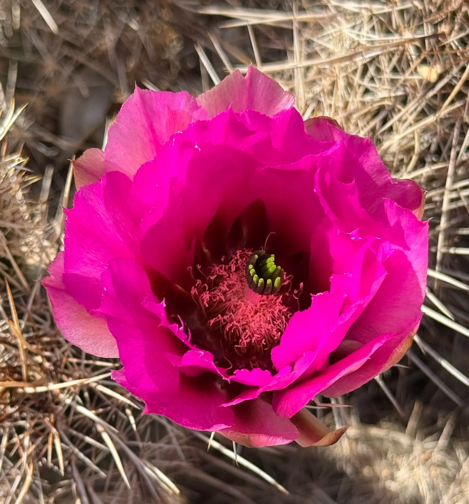 Robust Hedgehog Cactus (Echinocereus Fasciculatus) — forming dense clusters of cylindrical stems, image 29