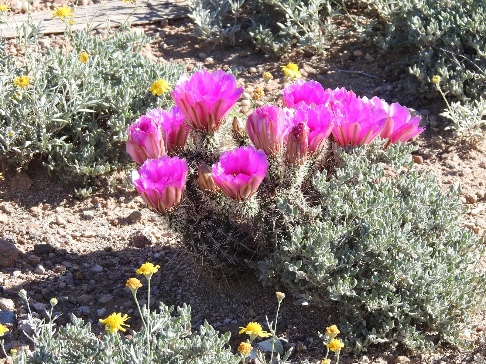 Robust Hedgehog Cactus (Echinocereus Fasciculatus) — Each stem is adorned with a series of pronounced ribs lined with areoles from which spines emerge; pink