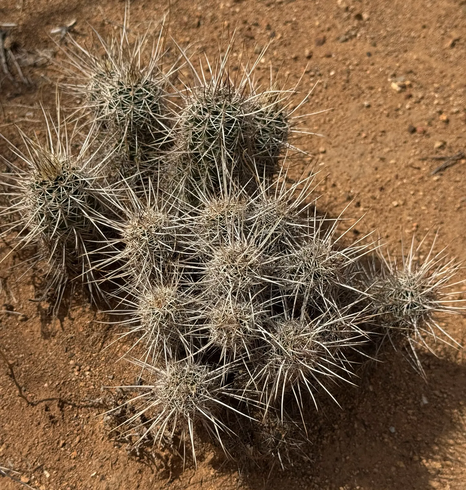 Robust Hedgehog Cactus (Echinocereus Fasciculatus) — it is largely pest and disease-free