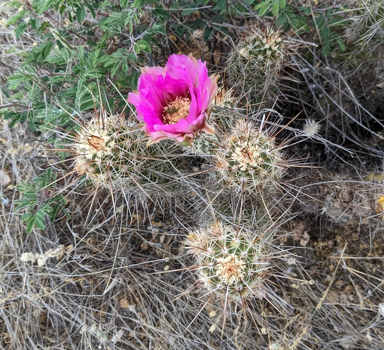 Robust Hedgehog Cactus (Echinocereus Fasciculatus) — offers a unique and striking addition to any arid landscape design