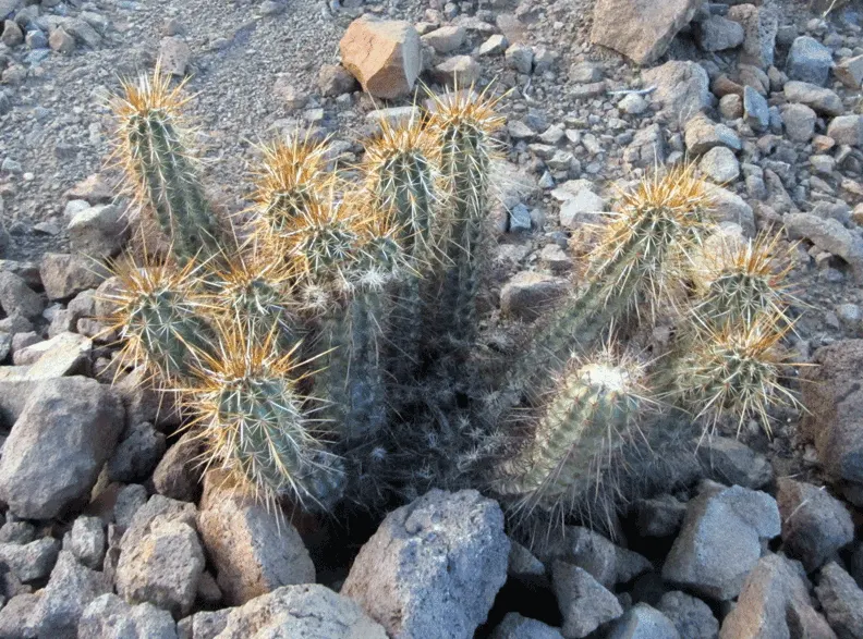 Robust Hedgehog Cactus (Echinocereus Fasciculatus) — This cactus is hardy in USDA zones 5 through 11 and can withstand temperatures as low as -10&deg;F; cactus