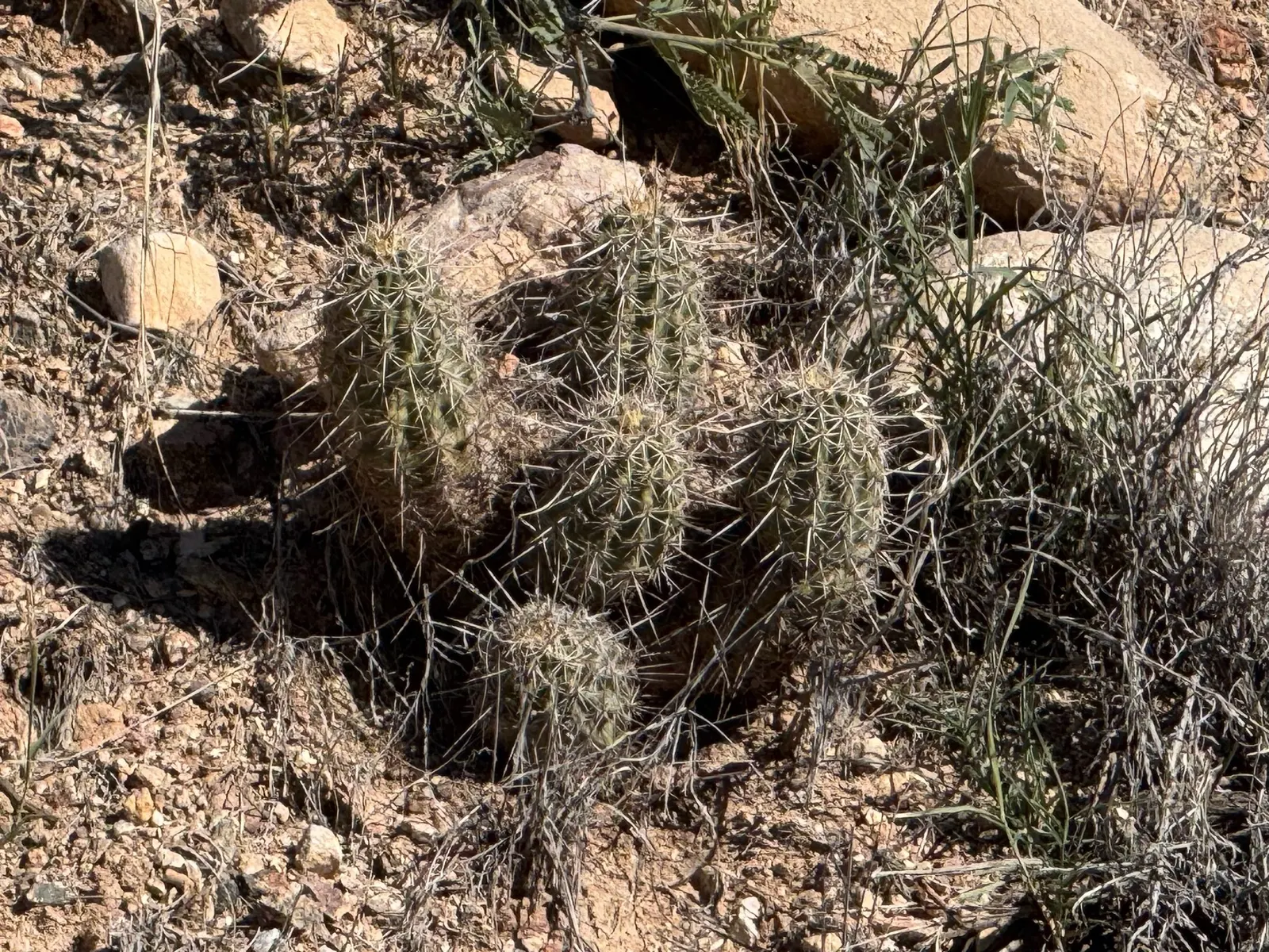 Robust Hedgehog Cactus (Echinocereus Fasciculatus) — Suited for USDA Zone 9-11, it thrives in well-drained soils with full sun exposure