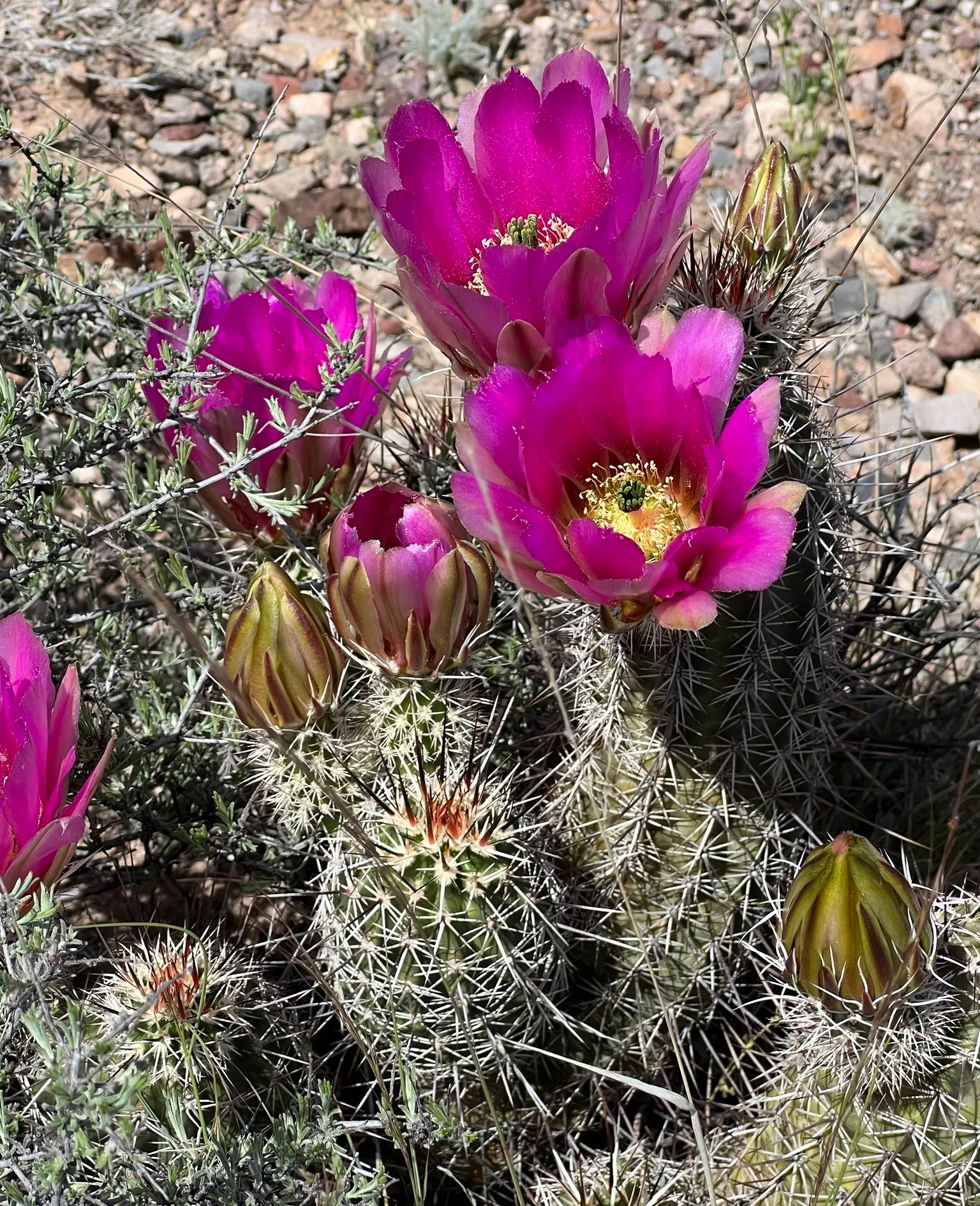 Robust Hedgehog Cactus (Echinocereus Fasciculatus) — reaching up to 3 inches in diameter