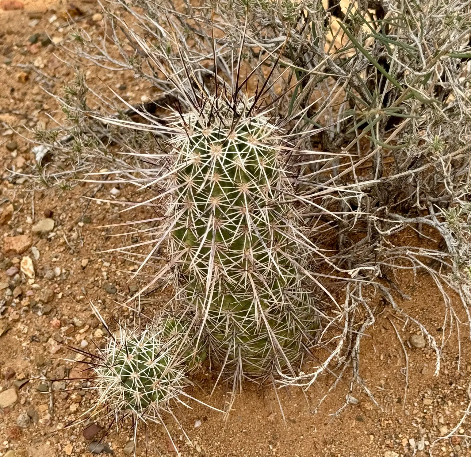 Robust Hedgehog Cactus (Echinocereus Fasciculatus) — pink and violet flowers in the garden