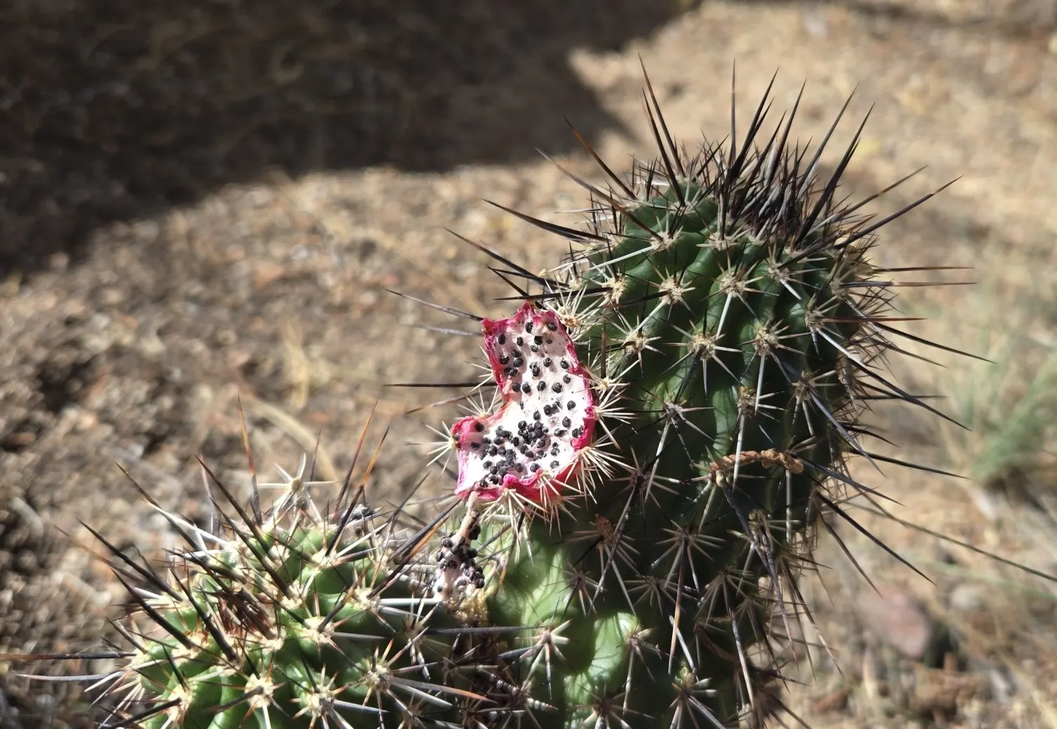 Robust Hedgehog Cactus (Echinocereus Fasciculatus) — Each stem is adorned with a series of pronounced ribs lined with areoles from which spines emerge