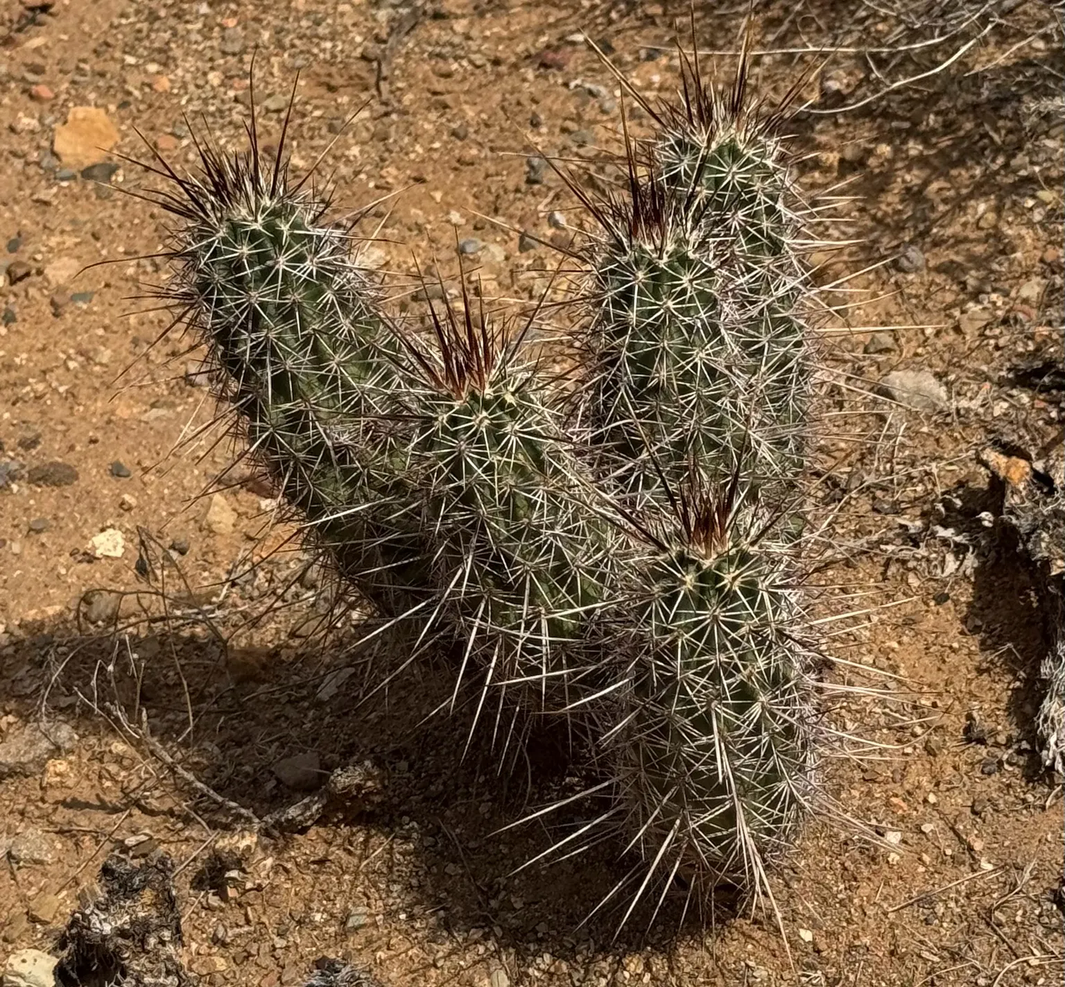 Robust Hedgehog Cactus (Echinocereus Fasciculatus) — This cactus is hardy in USDA zones 5 through 11 and can withstand temperatures as low as -10&deg;F