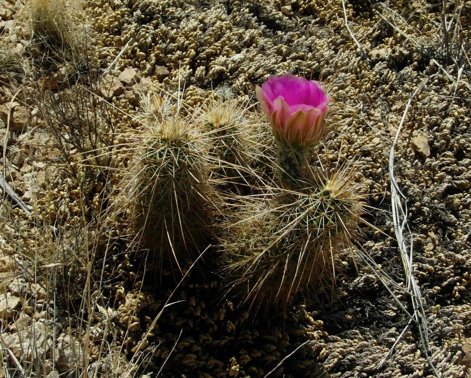 Robust Hedgehog Cactus (Echinocereus Fasciculatus) — Springtime heralds vibrant magenta blossoms, 3 inches wide, crowning this drought-resistant species