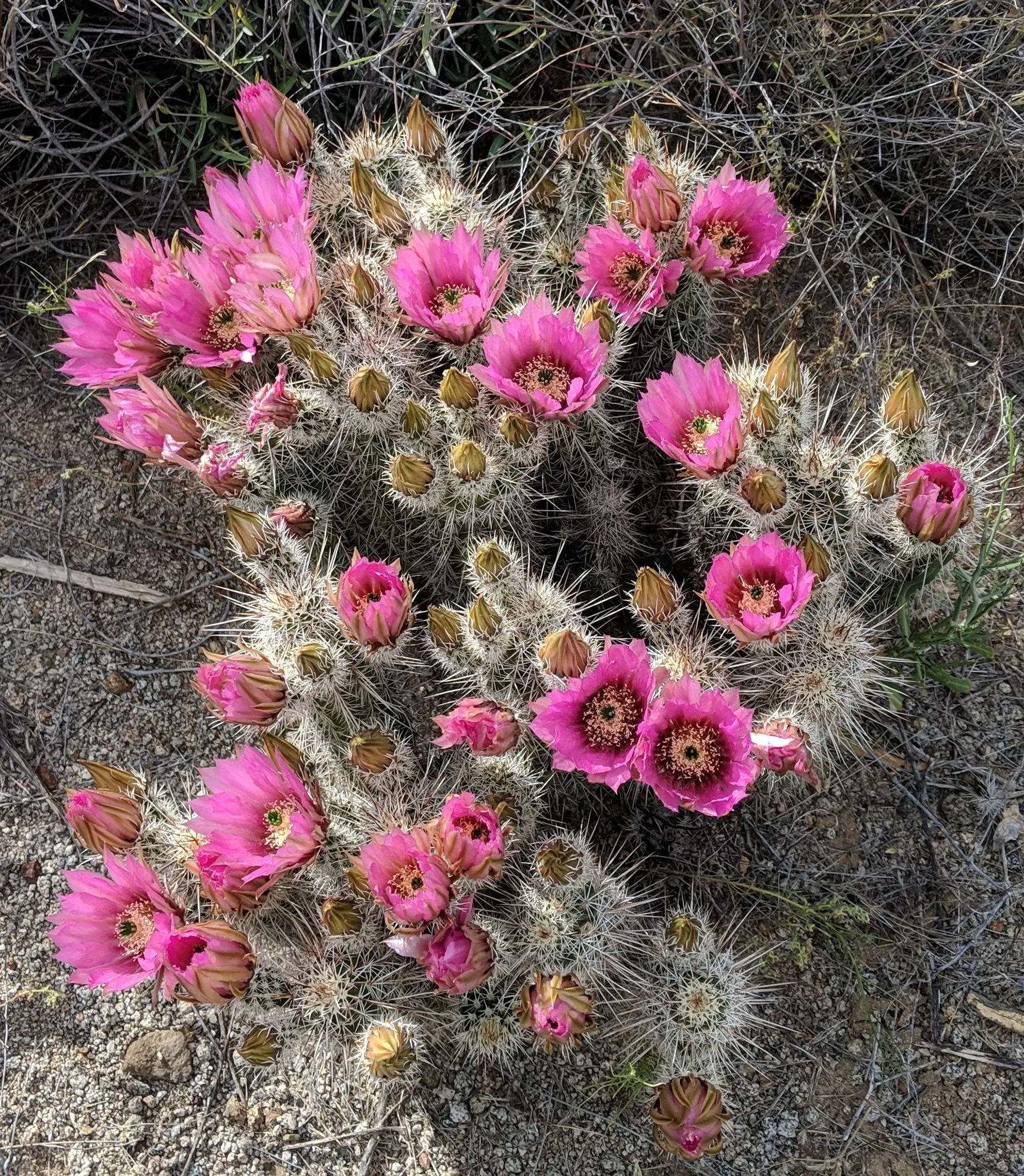 Robust Hedgehog Cactus (Echinocereus Fasciculatus) — making it a versatile choice for various climates