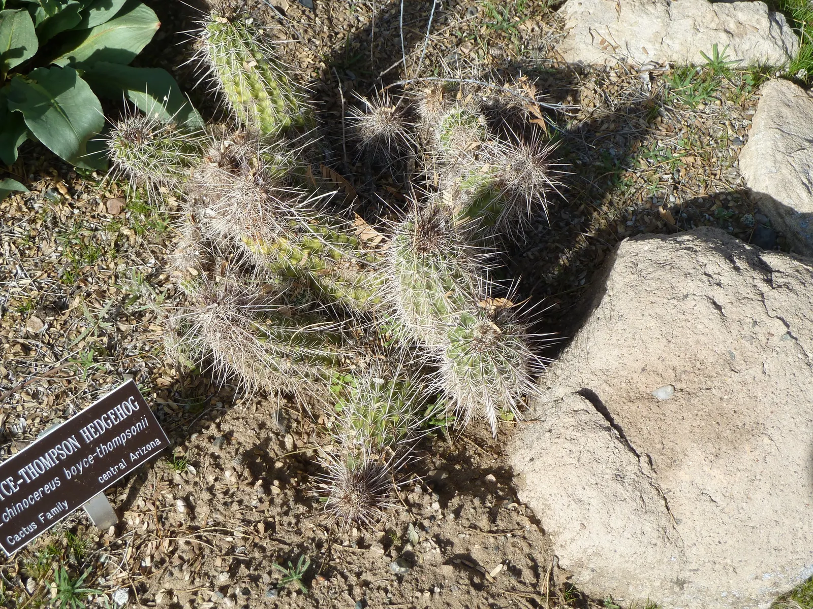 Robust Hedgehog Cactus (Echinocereus Fasciculatus) — it adds texture and bursts of color while requiring minimal maintenance