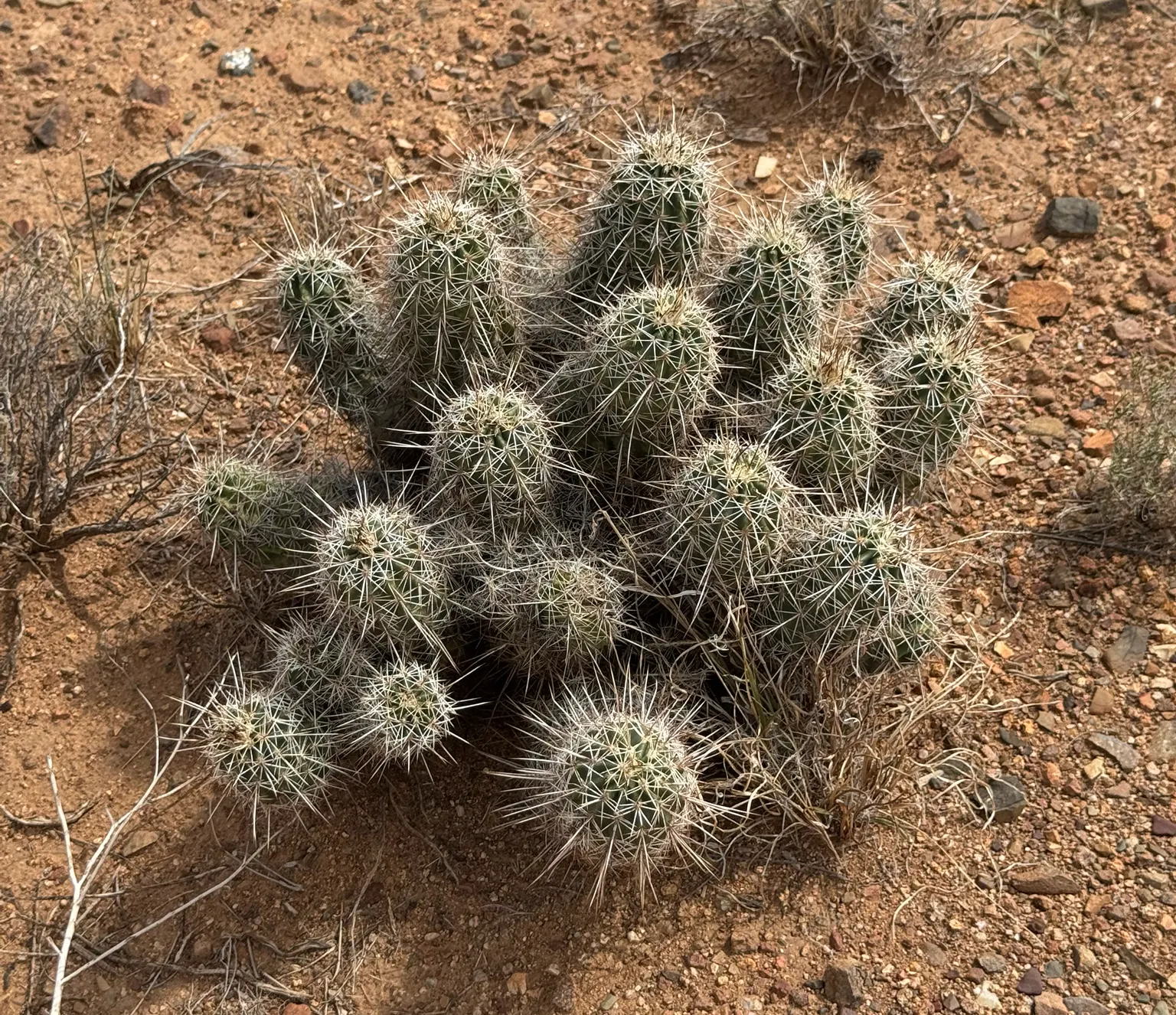 Robust Hedgehog Cactus (Echinocereus Fasciculatus) — presents a cluster of spiny stems