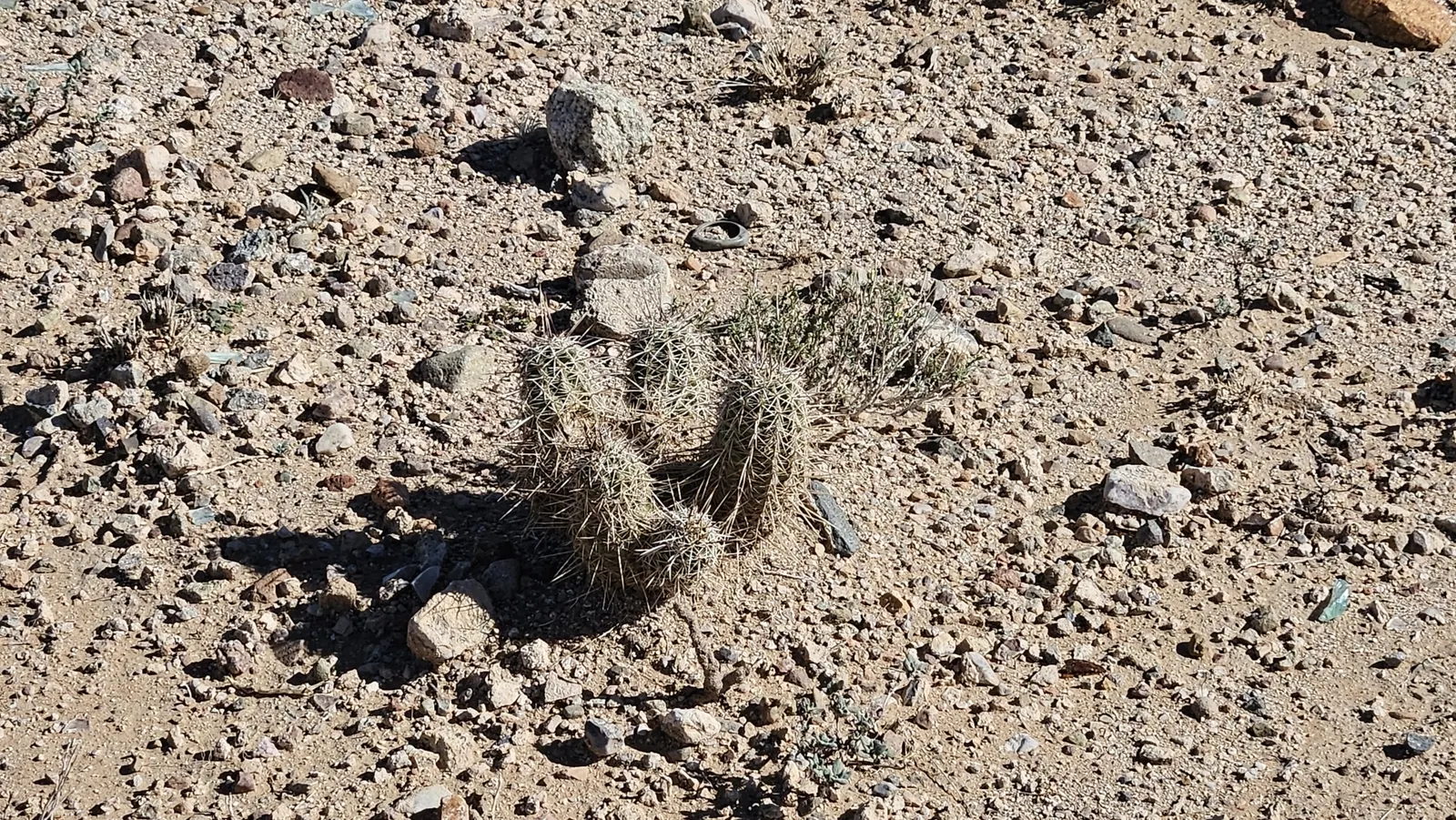 Robust Hedgehog Cactus (Echinocereus Fasciculatus) — Native to the desert regions of the Southwestern United States