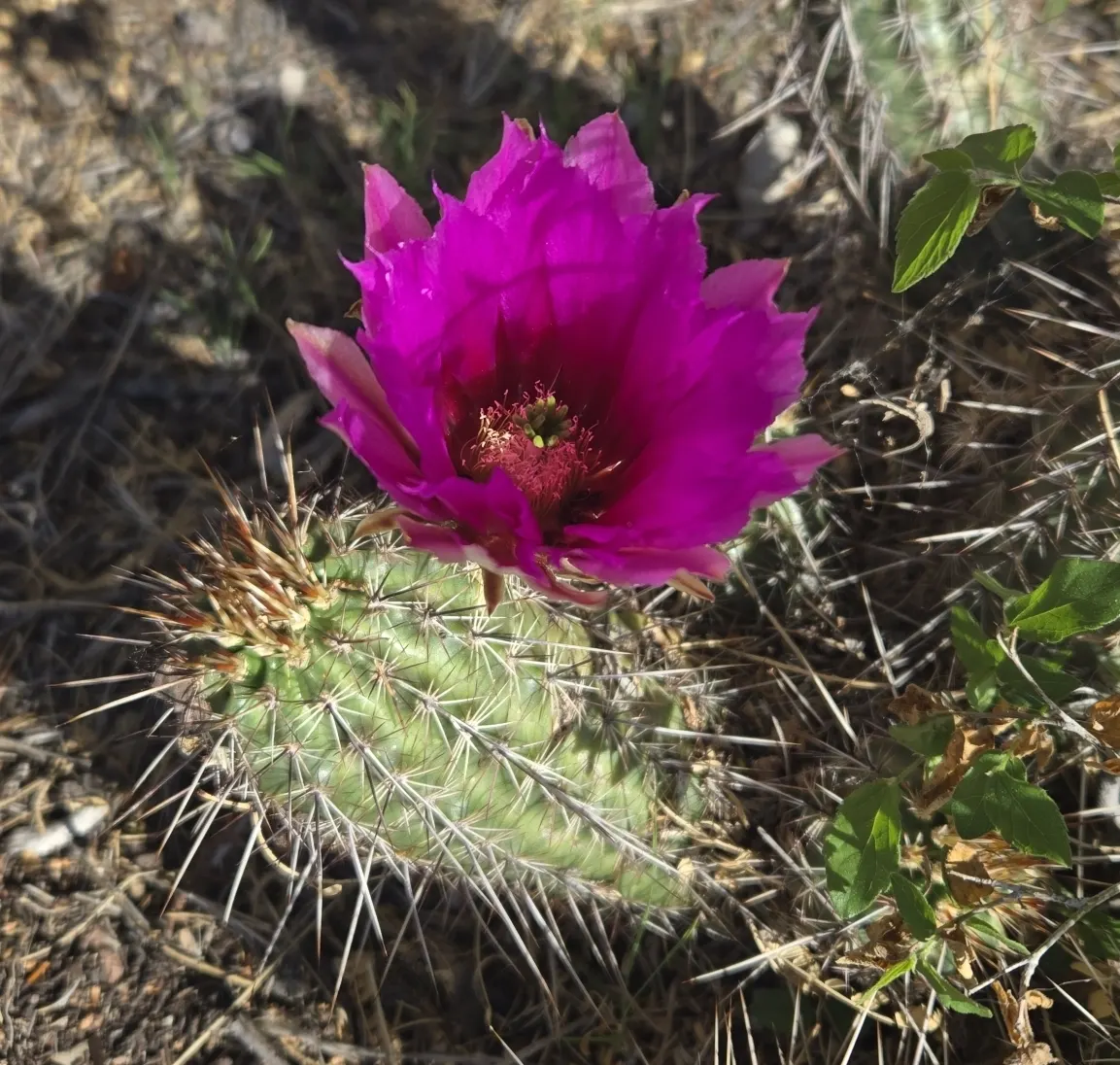 Robust Hedgehog Cactus (Echinocereus Fasciculatus) — scientifically known as Echinocereus fasciculatus