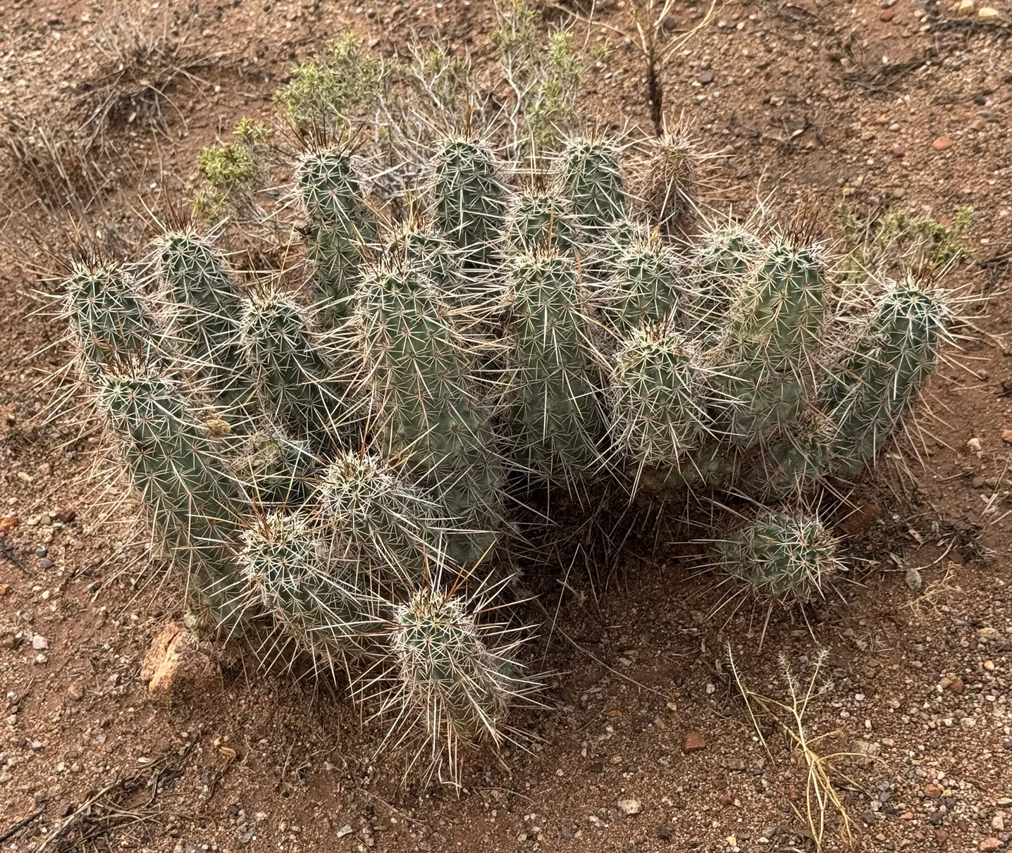 Robust Hedgehog Cactus (Echinocereus Fasciculatus) — Native to the desert regions of the Southwestern United States; springtime heralds vibrant magenta