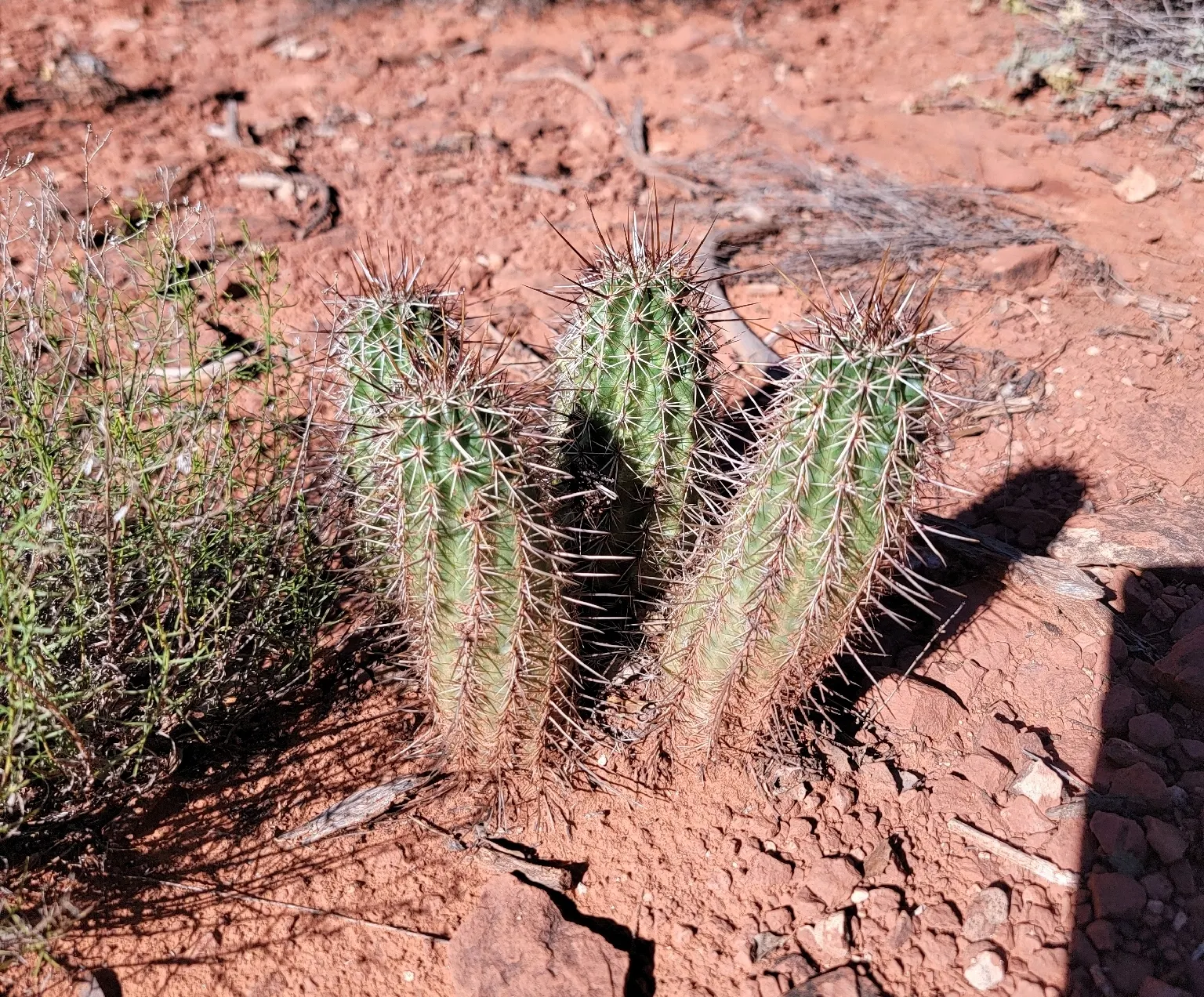 Robust Hedgehog Cactus (Echinocereus Fasciculatus) — it is largely pest and disease-free; this cactus is hardy in USDA zones 5 through 11 and can withstand