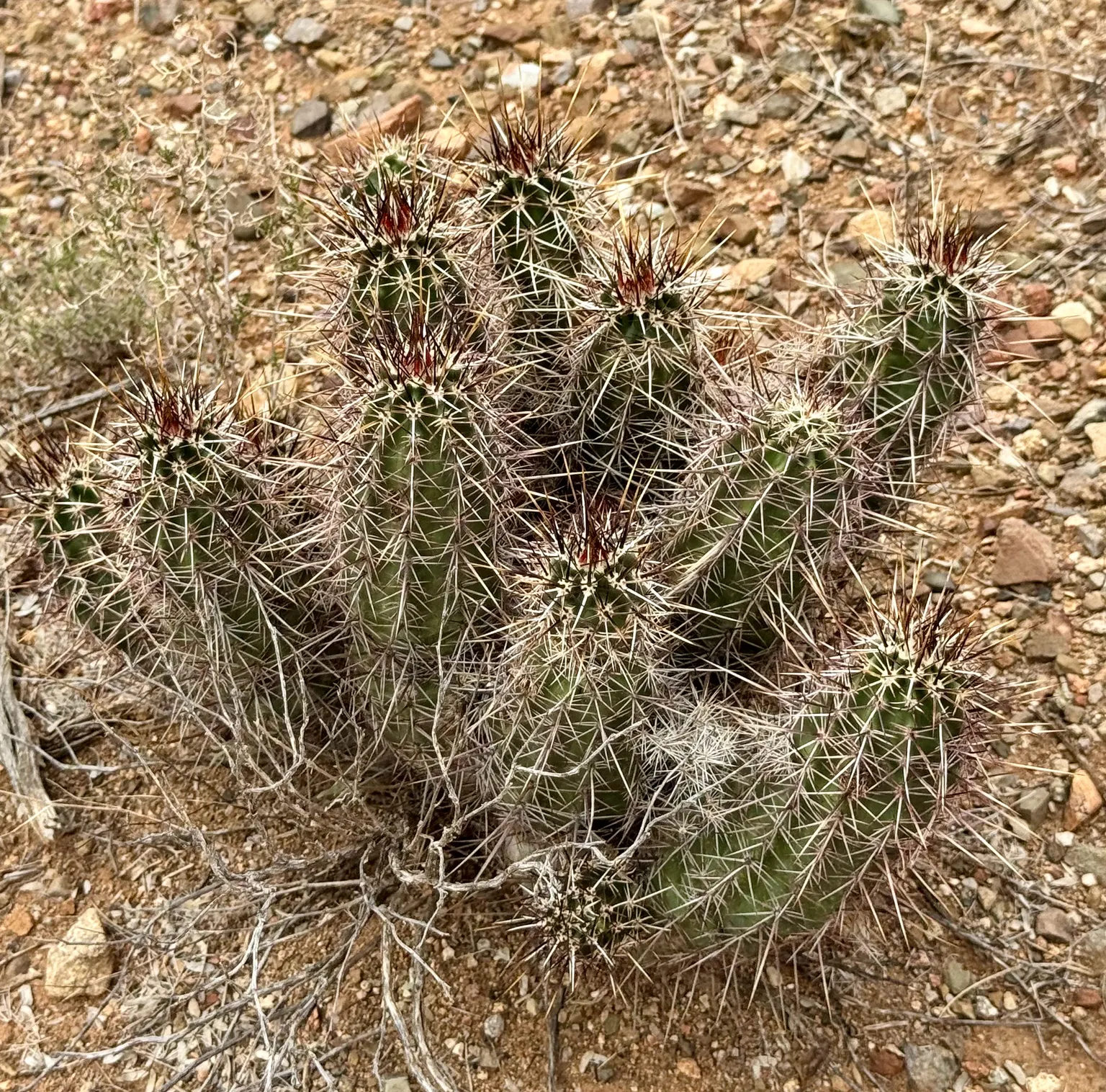 Robust Hedgehog Cactus (Echinocereus Fasciculatus) — reaching up to 3 inches in diameter; ideal for rock gardens and desert-themed landscapes
