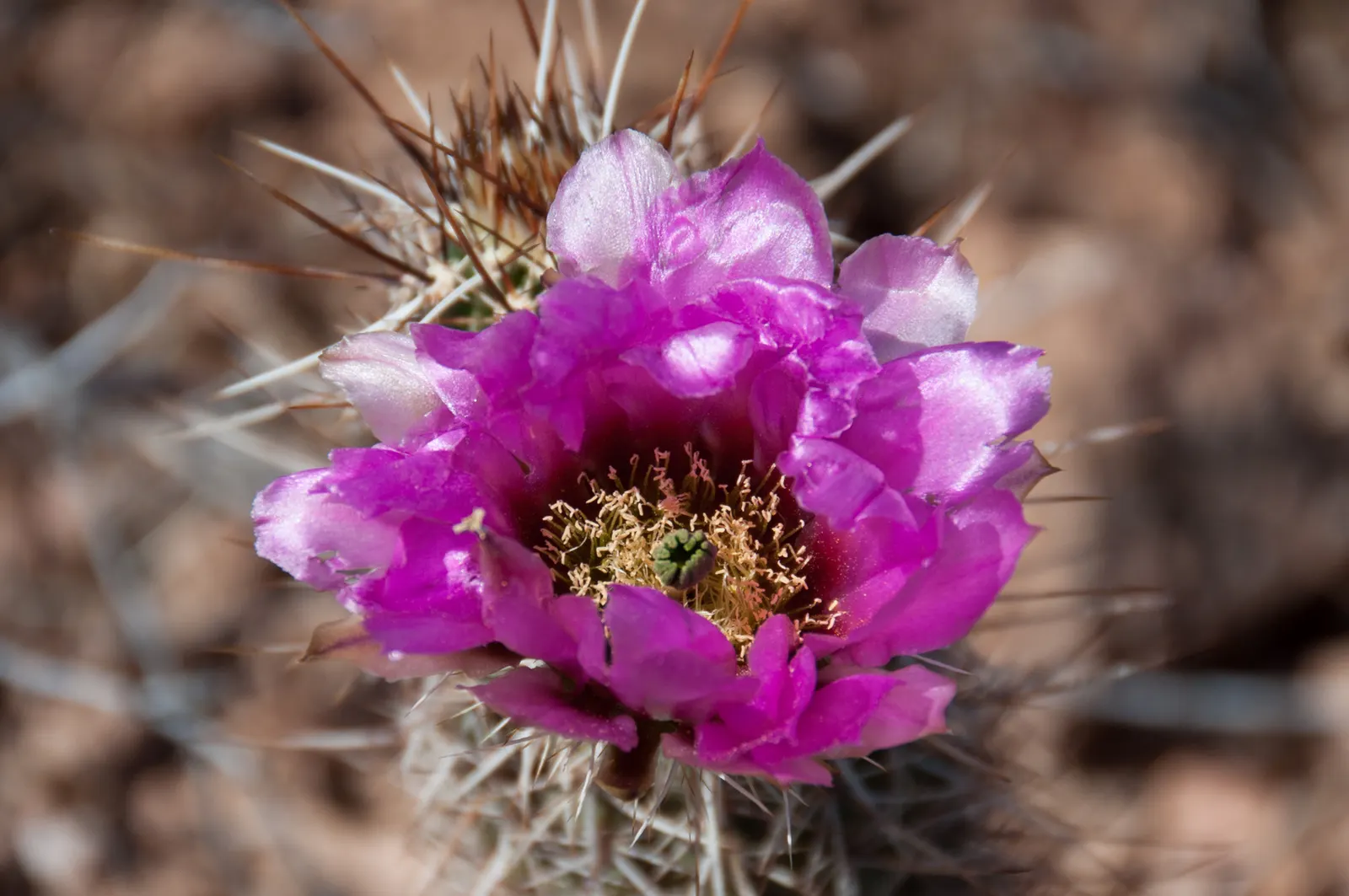 Robust Hedgehog Cactus (Echinocereus Fasciculatus) — cactus with pink and violet blooms
