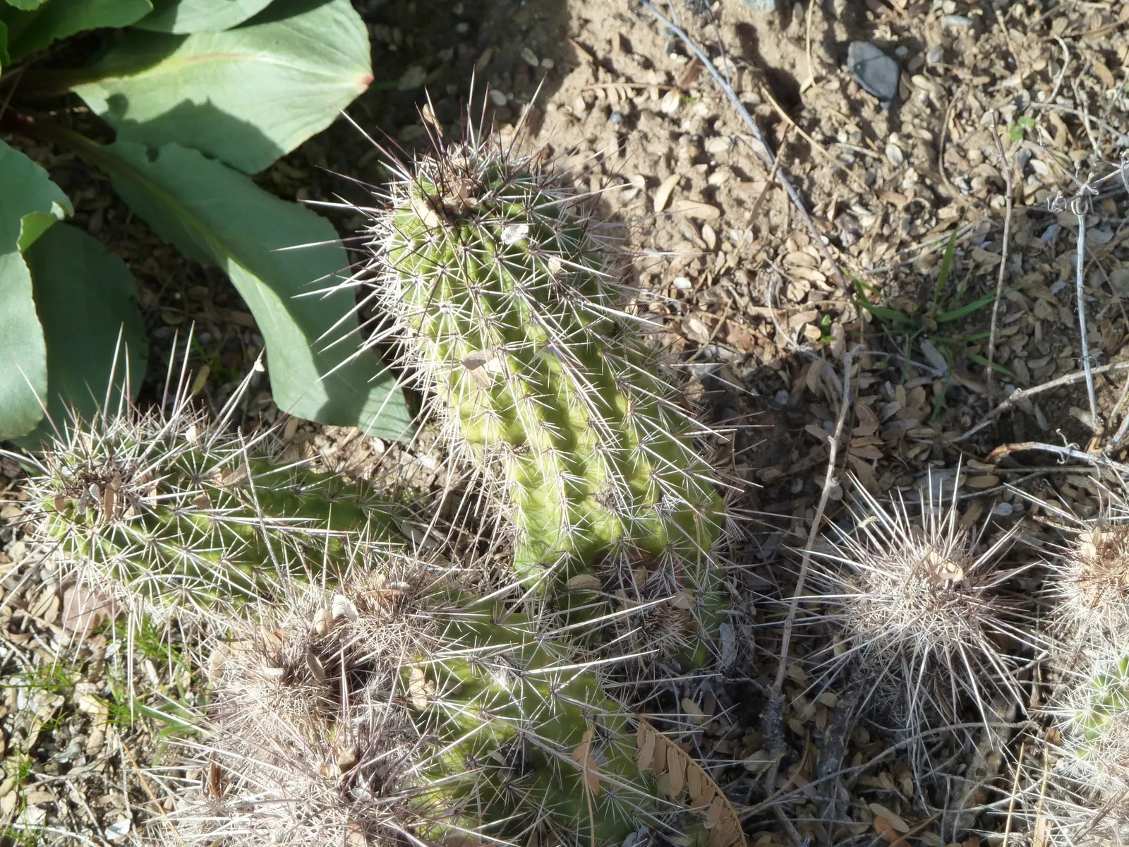 Robust Hedgehog Cactus (Echinocereus Fasciculatus) — Suited for USDA Zone 9-11, it thrives in well-drained soils with full sun exposure; it adds texture and